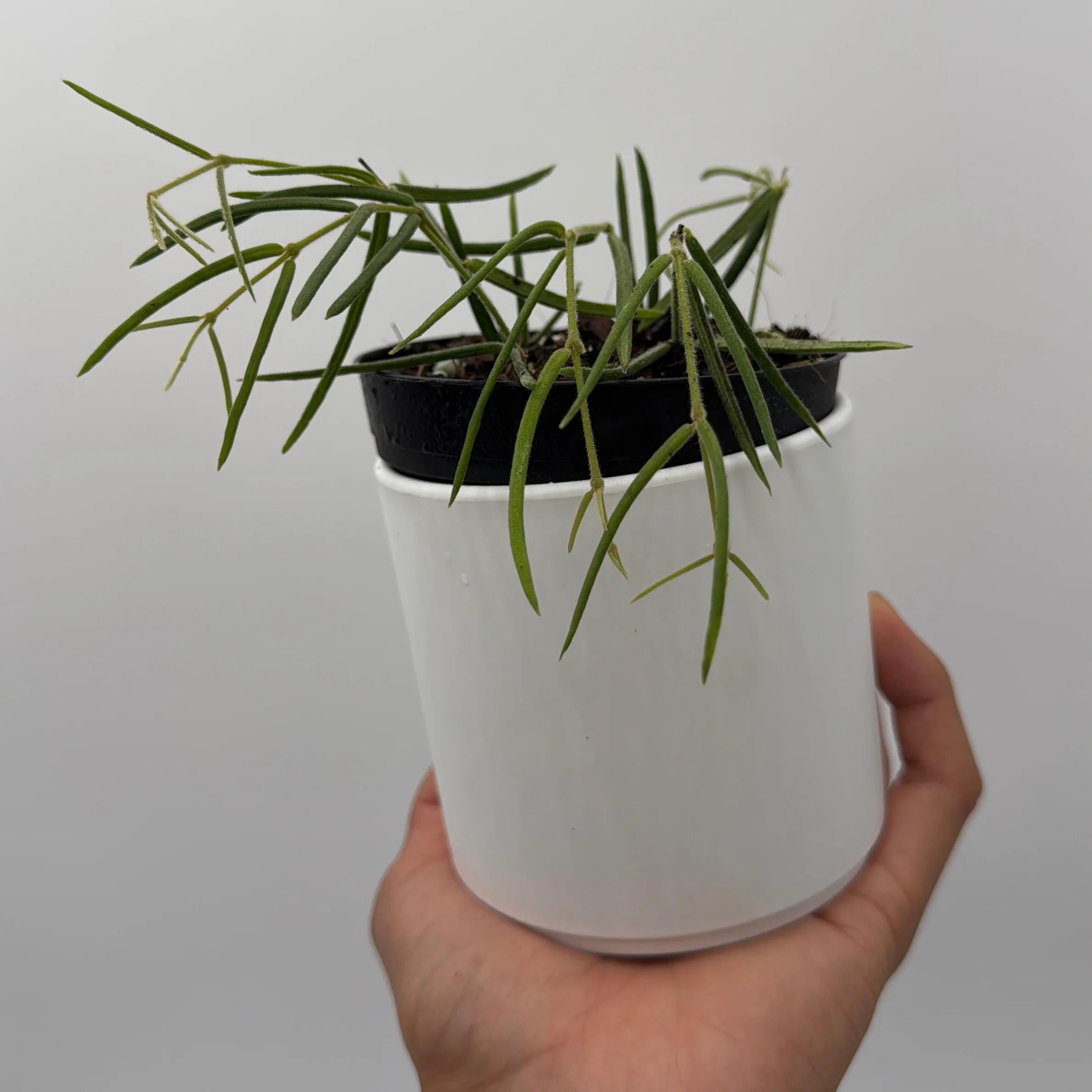 Hoya Linearis - Image 5