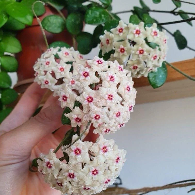 Hoya Mathilde 'Splash' - Image 2