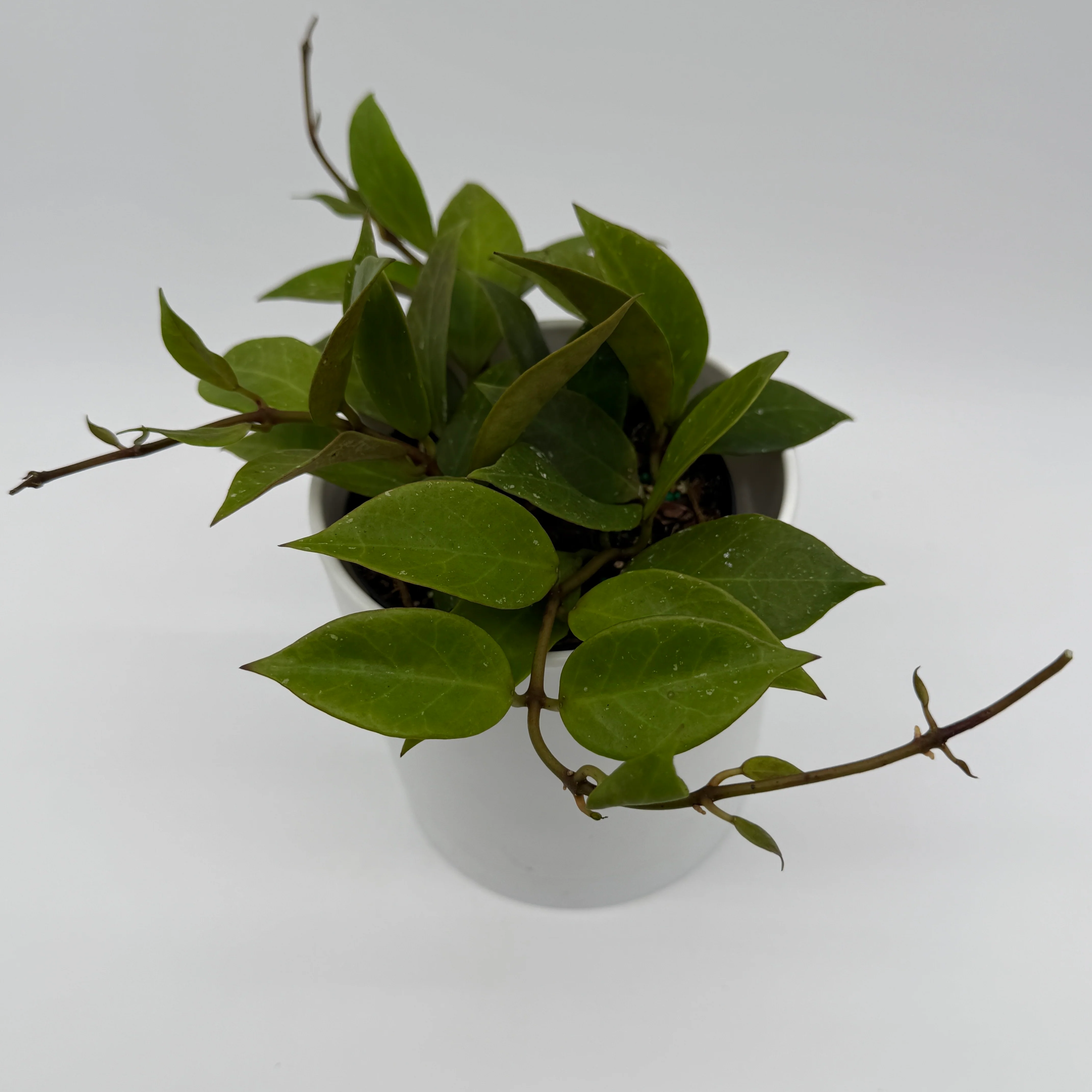 Hoya Mystery Bundle Box - 3 Hoya Plants - Image 3