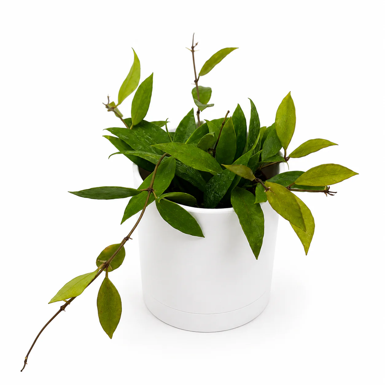 Hoya ‘Nona’