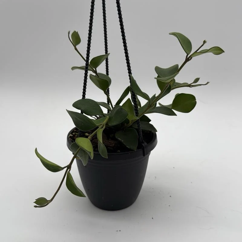 Hoya Nummularioides Hanging Basket