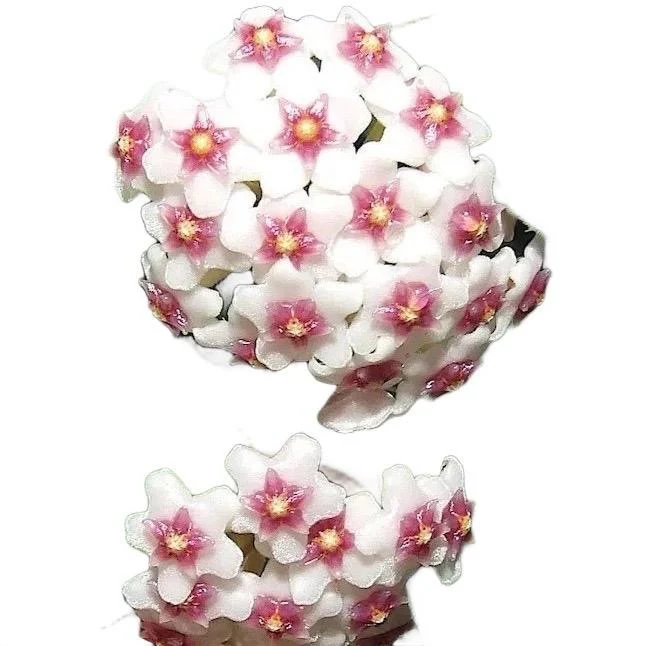 Hoya Nummularioides Hanging Basket - Image 3