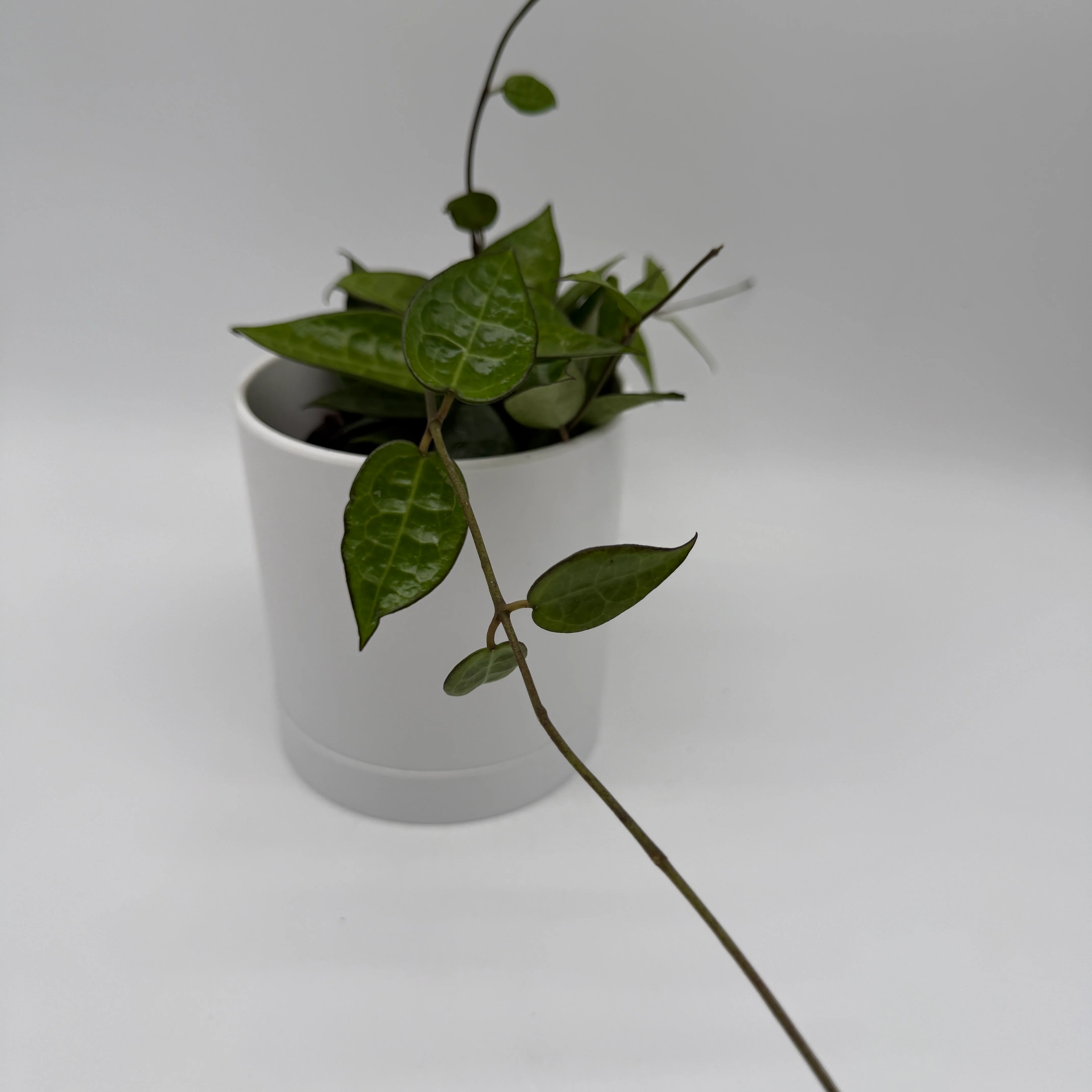 Hoya Parasitica 'Black' - Image 3