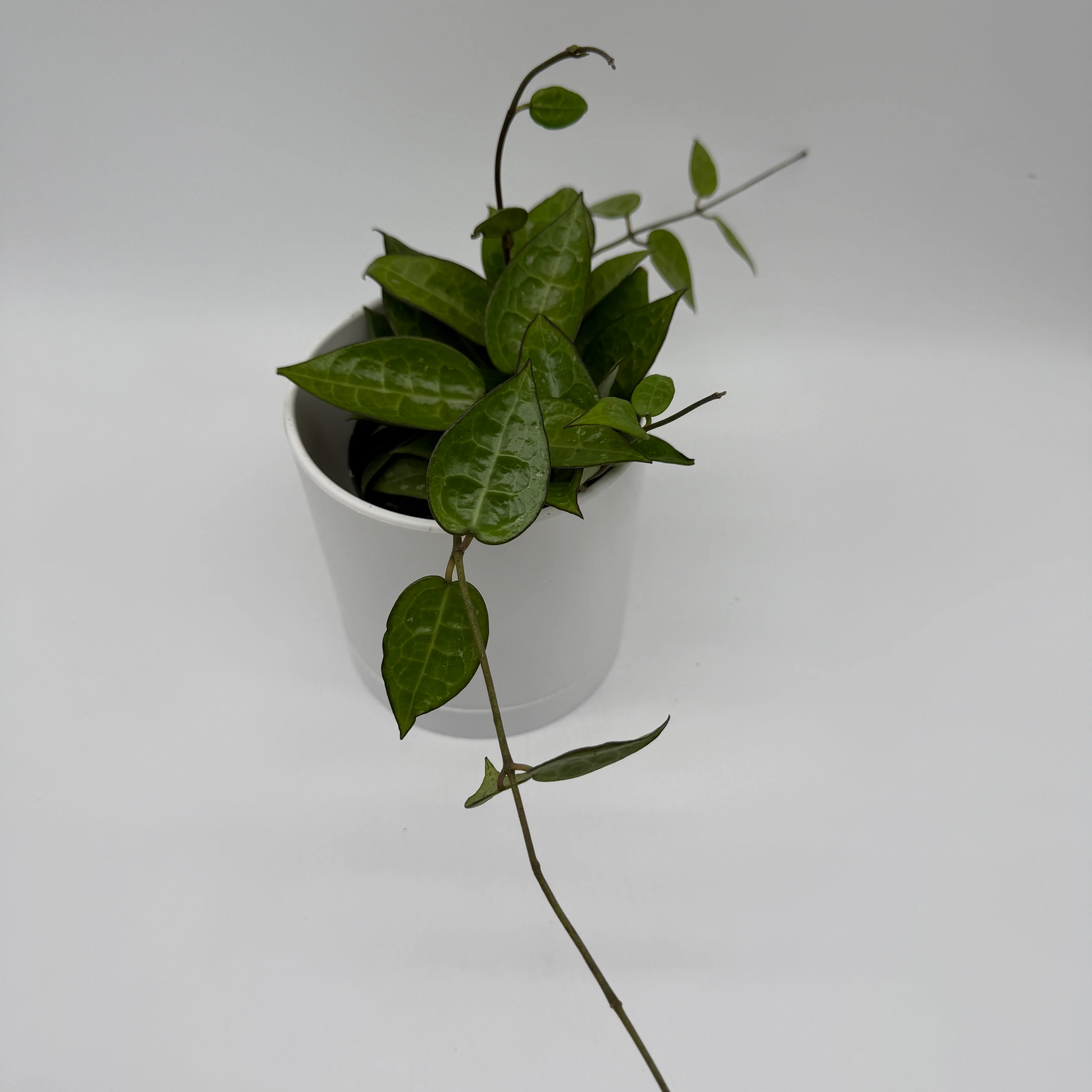 Hoya Parasitica 'Black' - Image 4