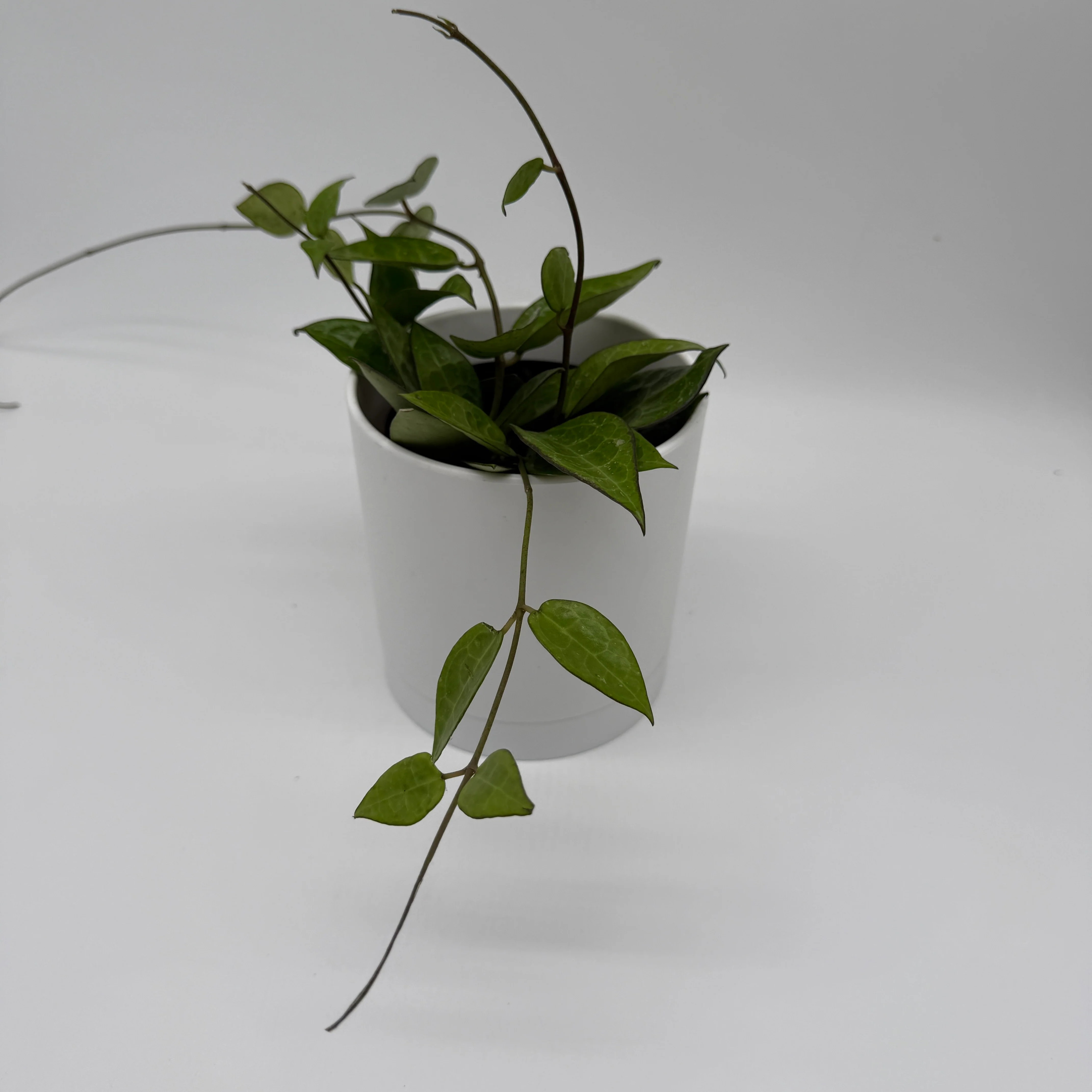 Hoya Parasitica 'Black' - Image 5