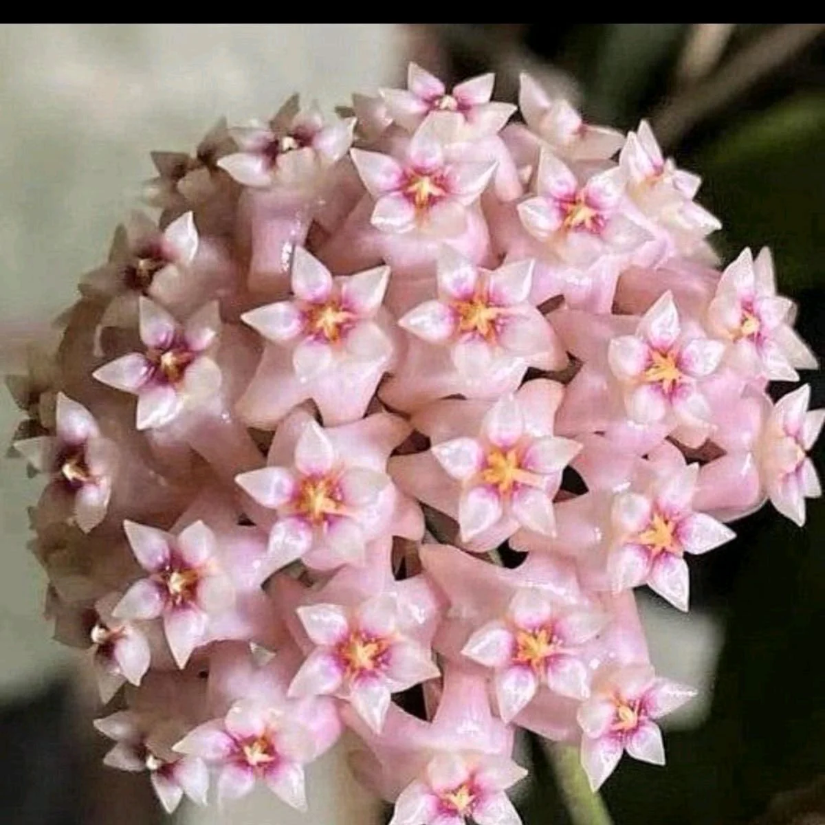 Hoya Parasitica 'Splash' - Image 2