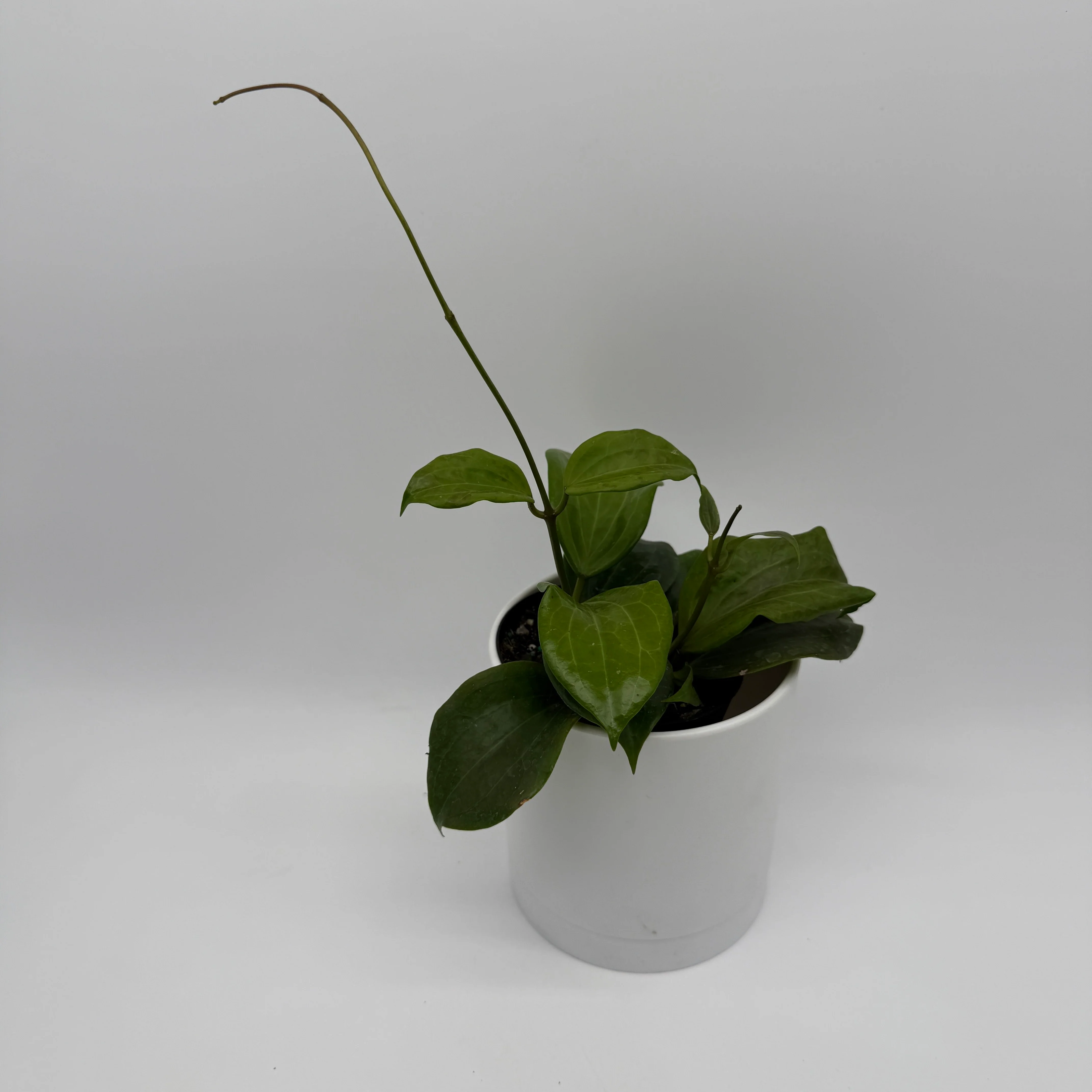 Hoya Quinquenervia - Image 3