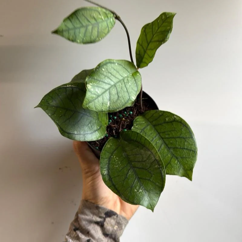 Hoya Ranauensis