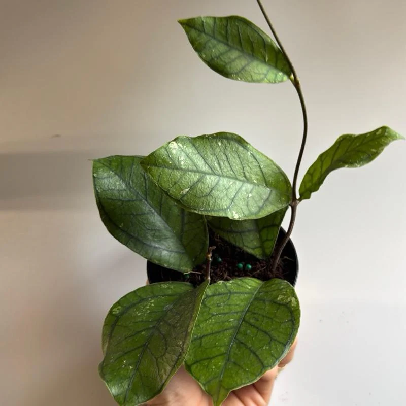 Hoya Ranauensis - Image 3