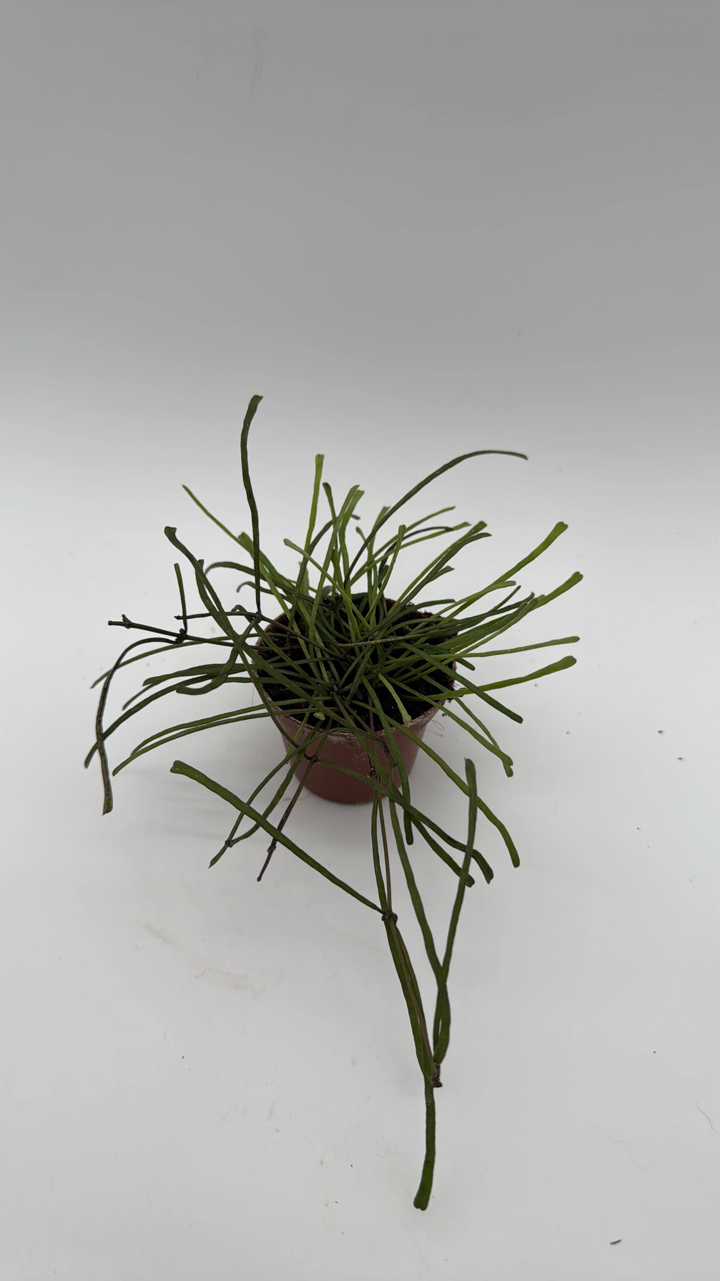 Hoya Retusa - Image 4