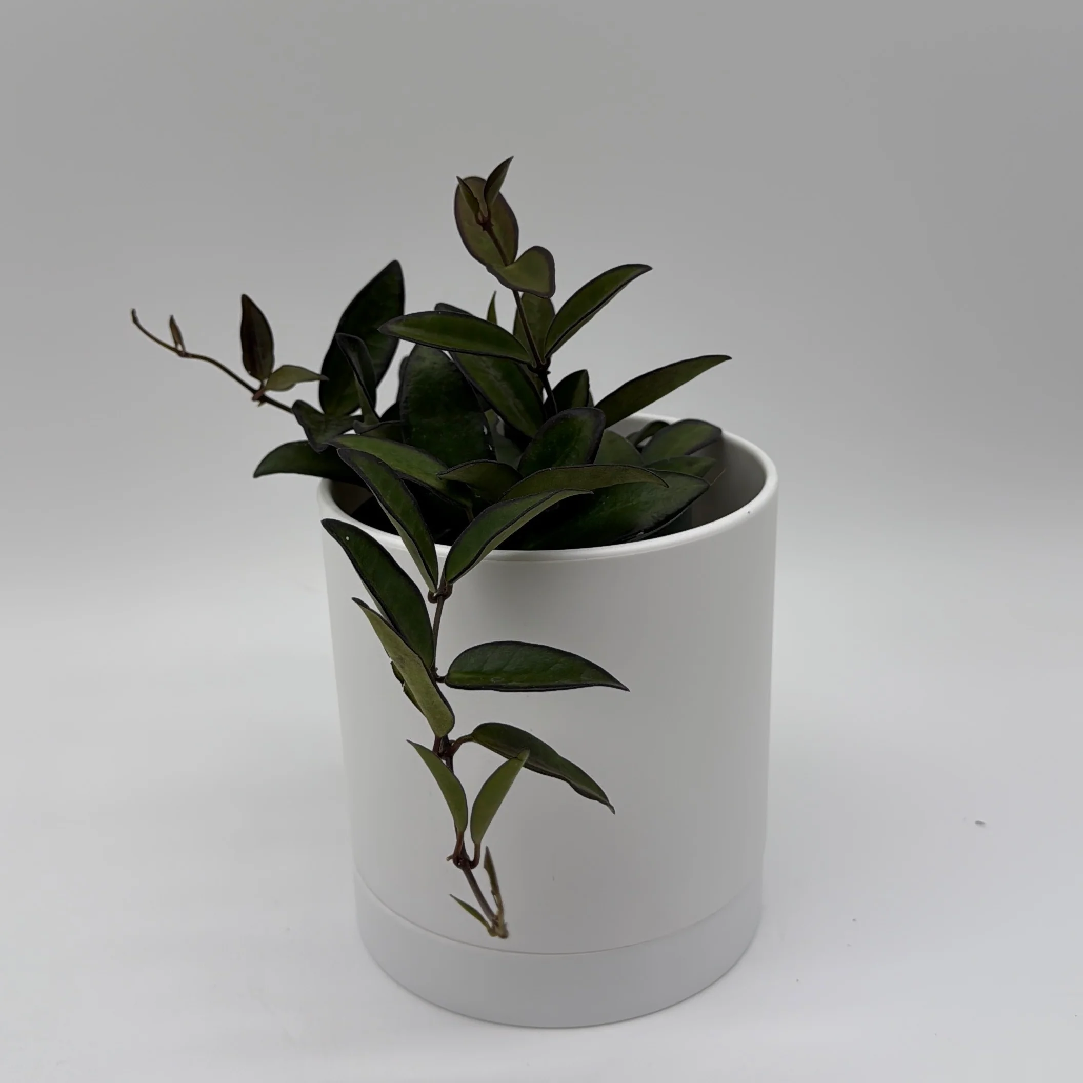 Hoya Rosita - Image 3