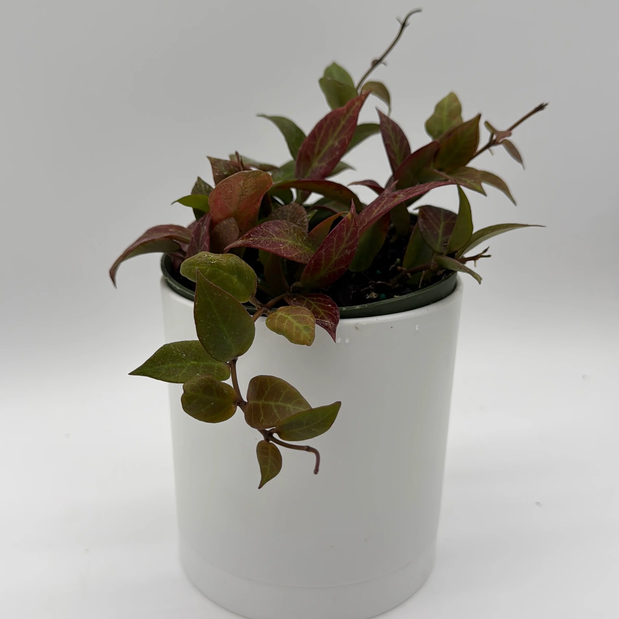 Hoya Sunrise - Image 3