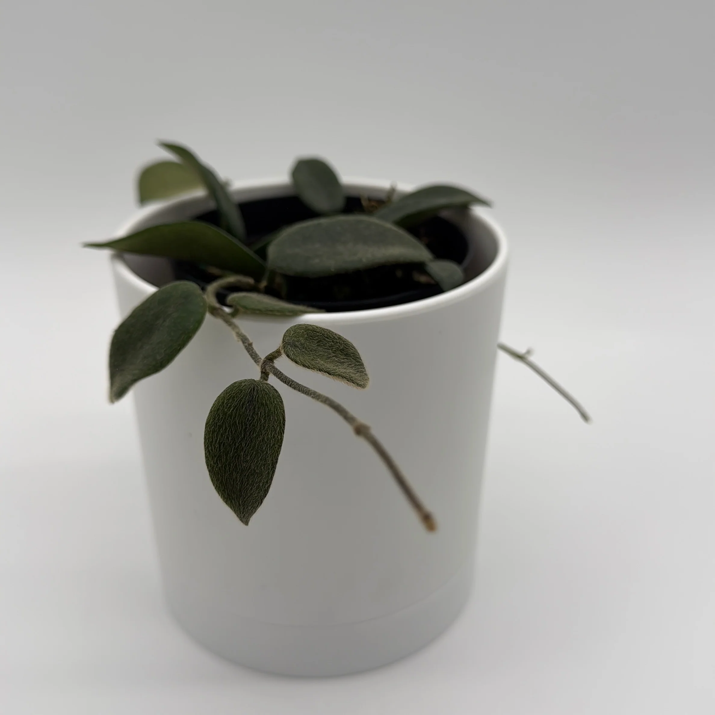 Hoya Thomsonii - Image 2