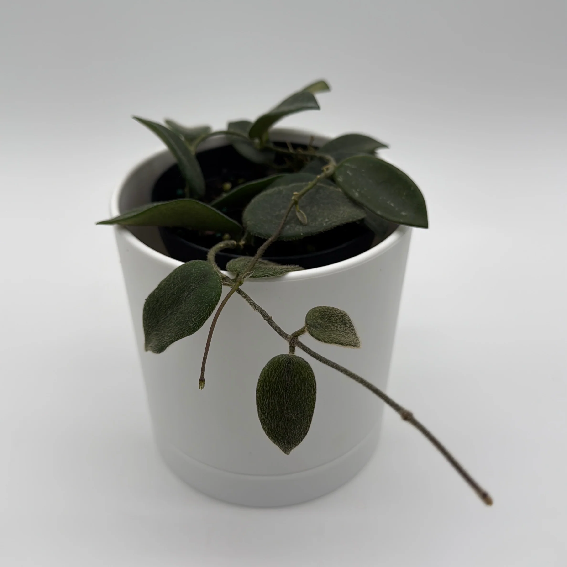 Hoya Thomsonii - Image 3