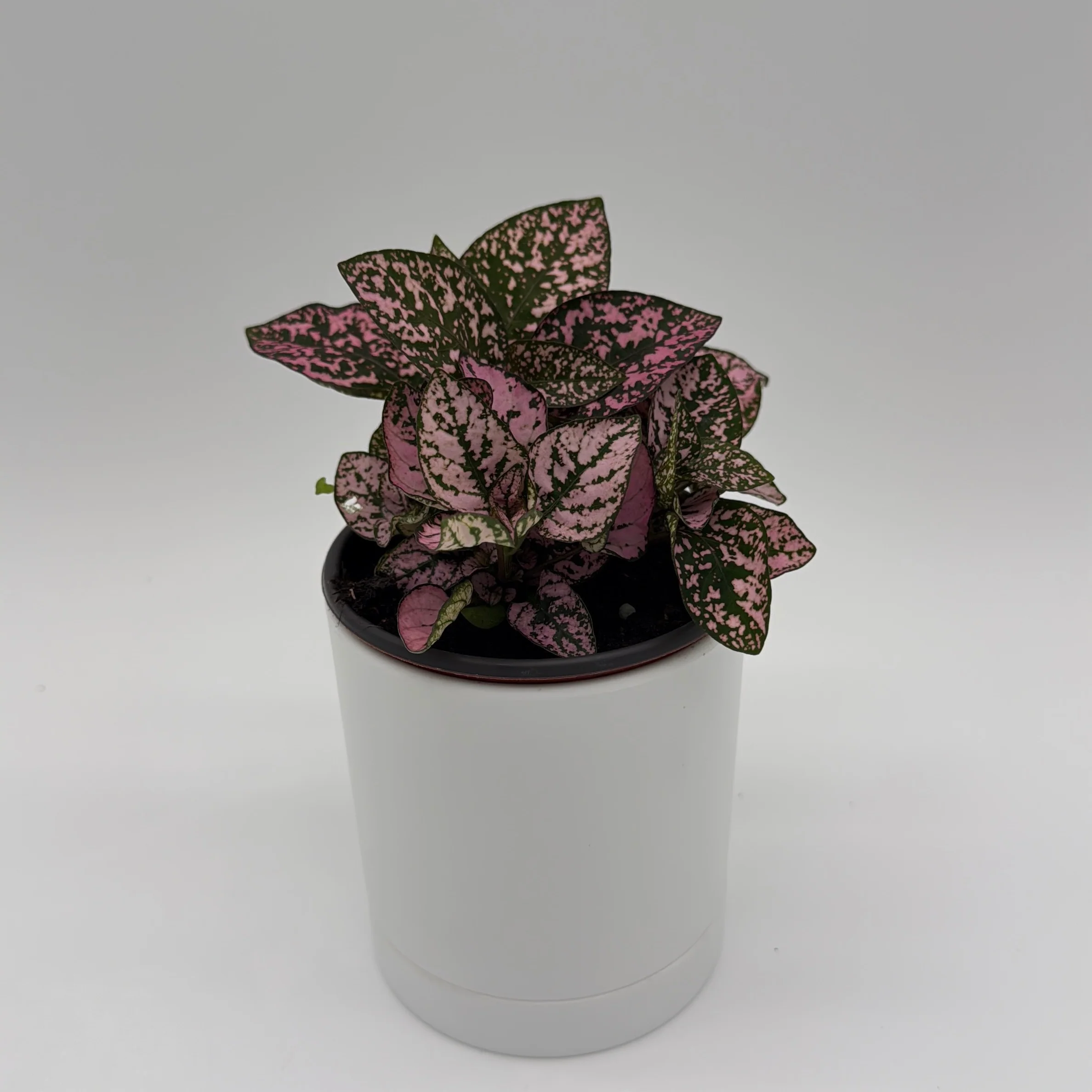 Hypoestes Phyllostachya (Polka Dot Plant)