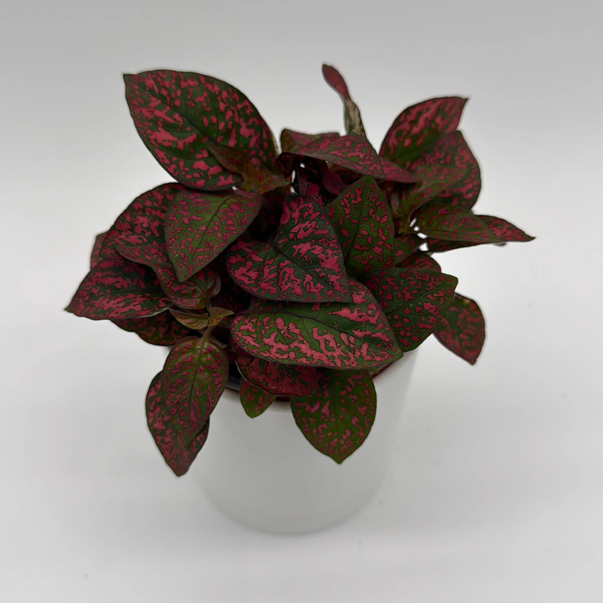 Hypoestes Phyllostachya (Polka Dot Plant) - Image 2
