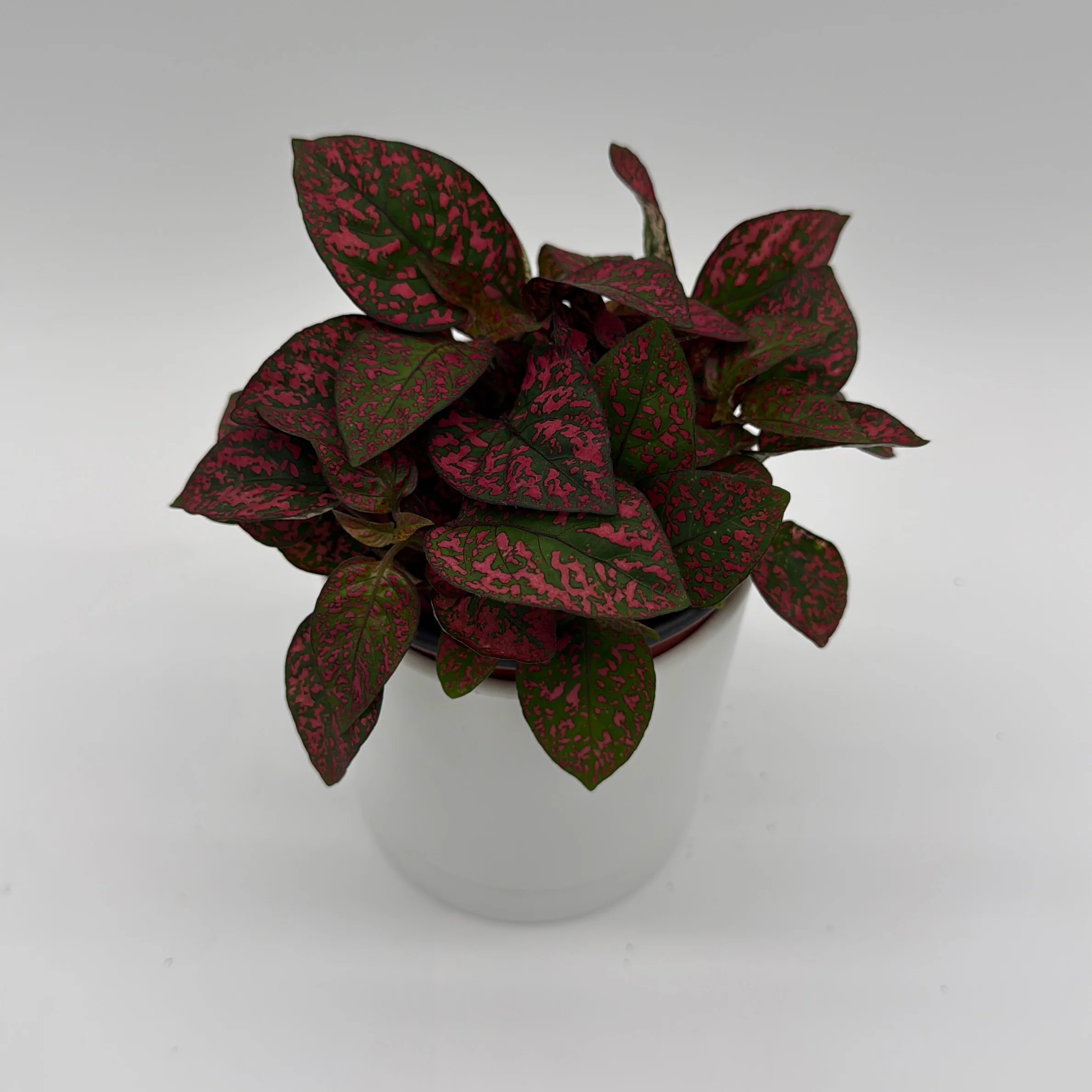 Hypoestes Phyllostachya (Polka Dot Plant) - Image 6