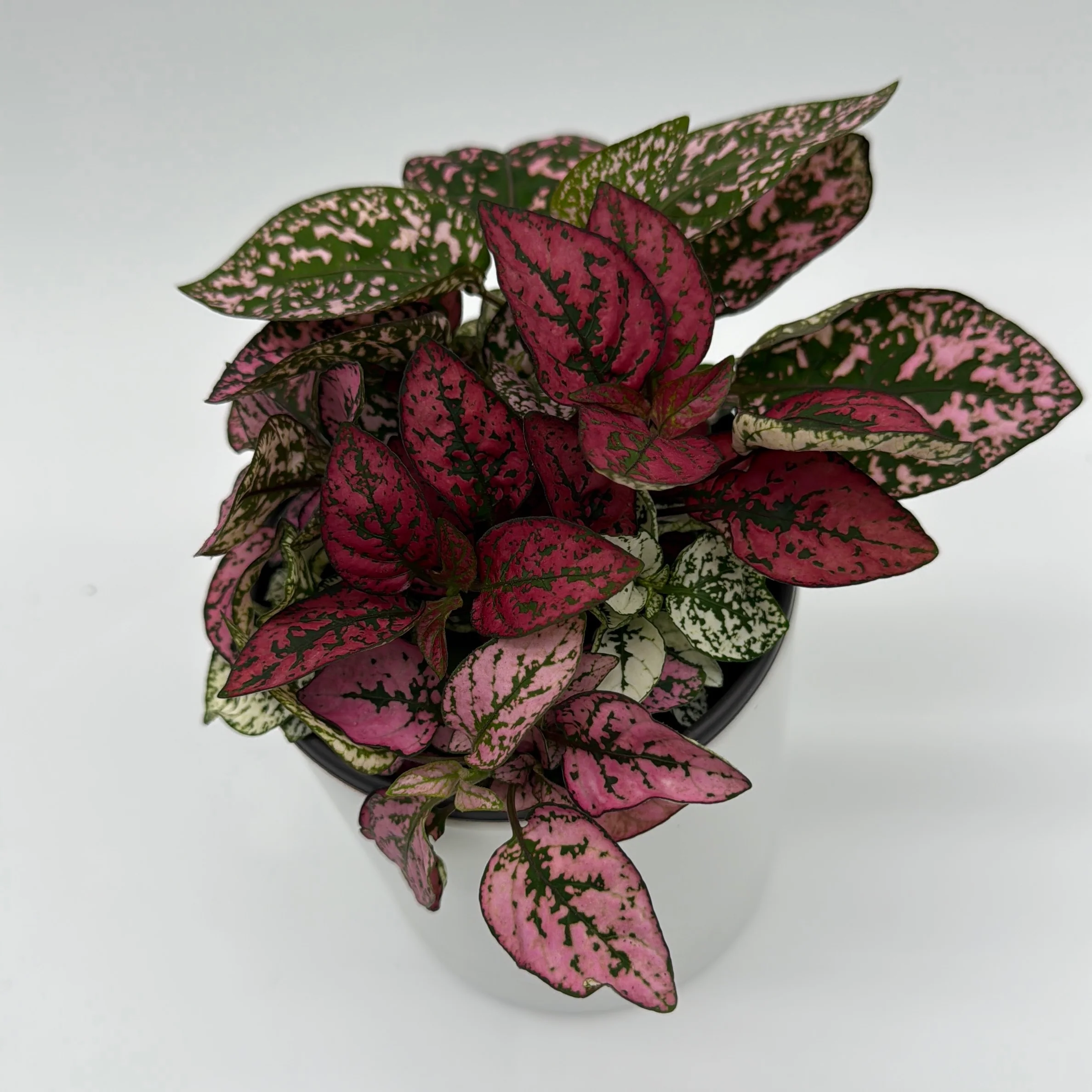 Hypoestes Phyllostachya (Polka Dot Plant) - Image 8