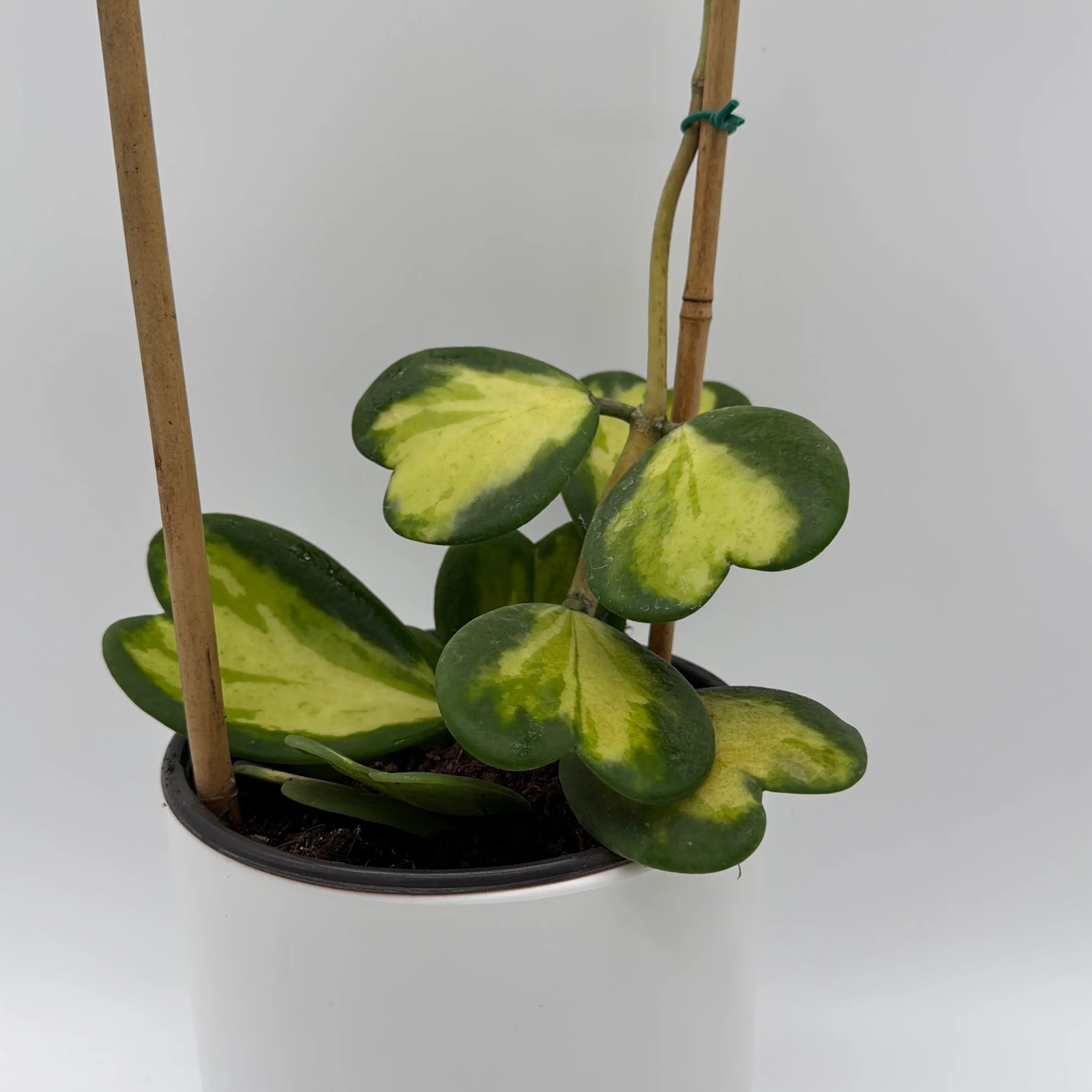 Inner Variegated Hoya Kerrii - Image 2
