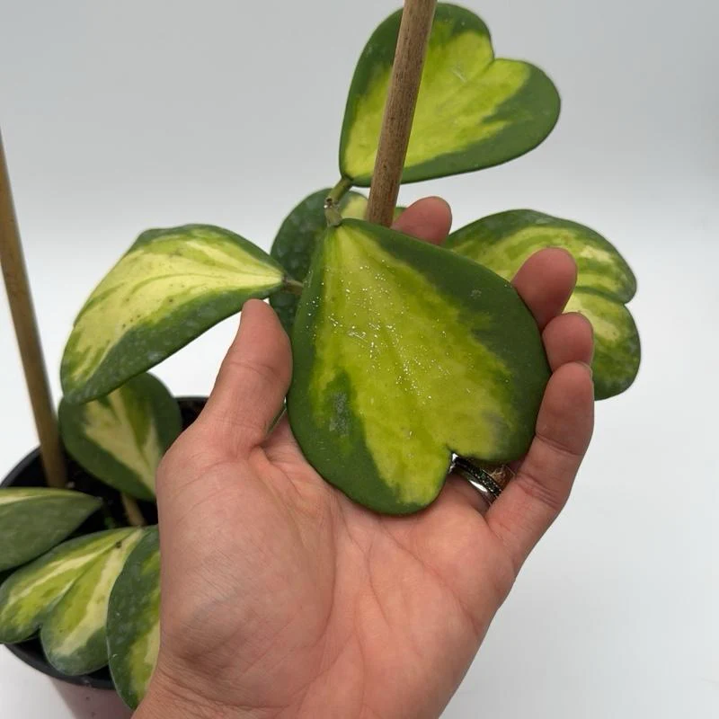 Inner Variegated Hoya Kerrii - Image 3
