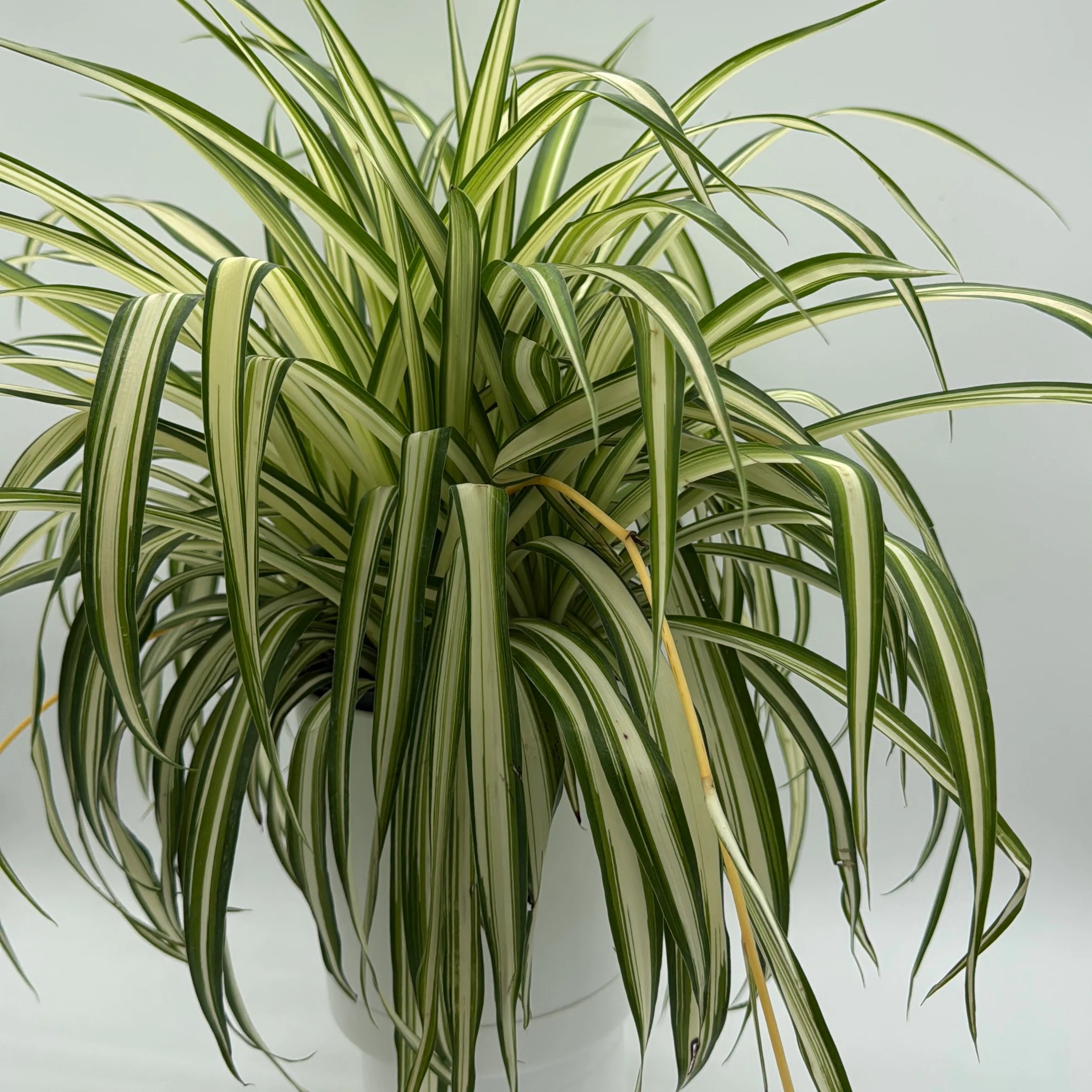 Inner Variegated Spider Plant - Image 2