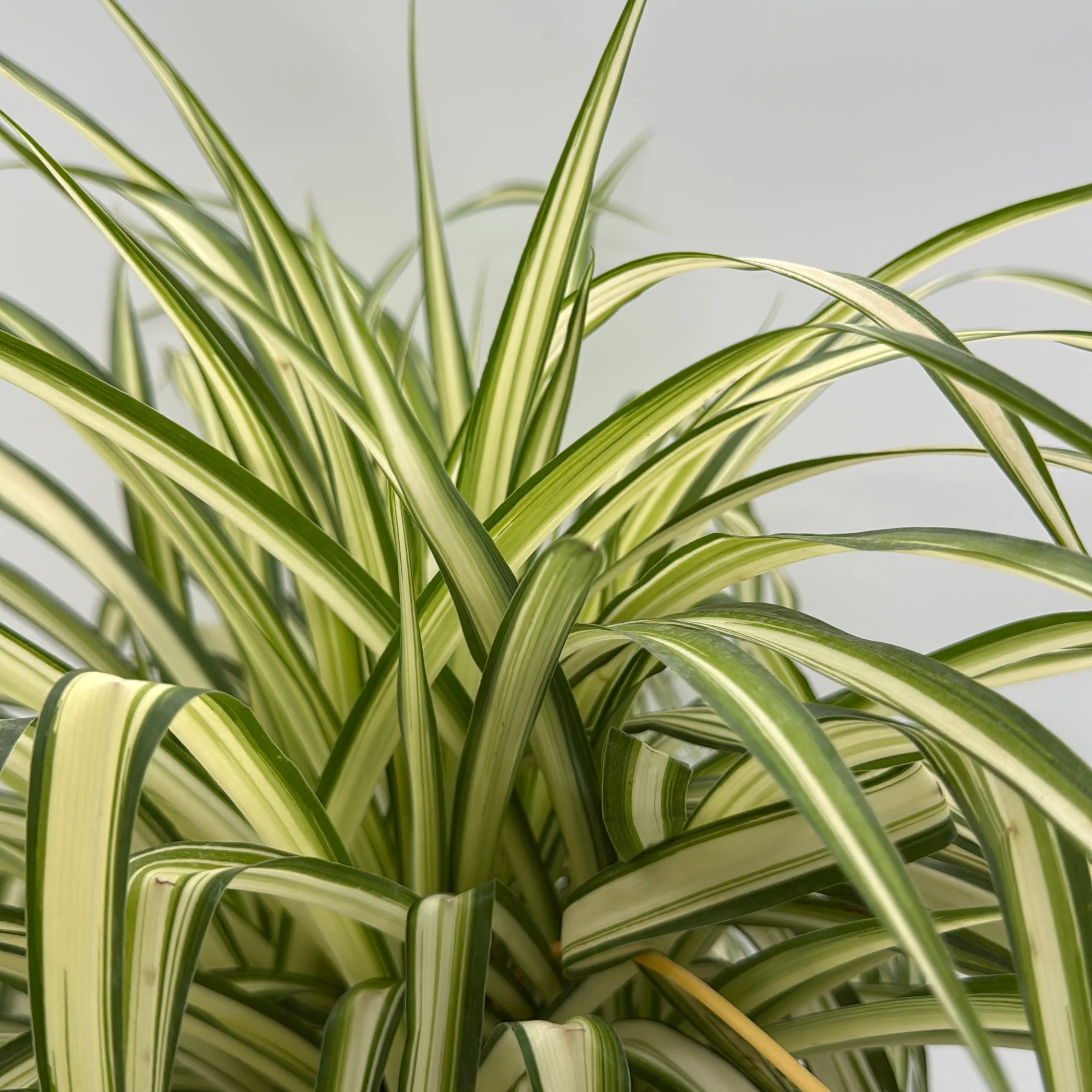 Inner Variegated Spider Plant - Image 3