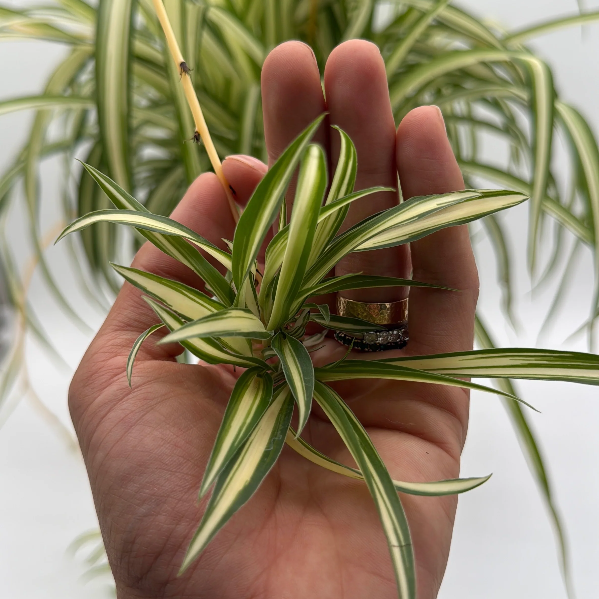 Inner Variegated Spider Plant - Image 4