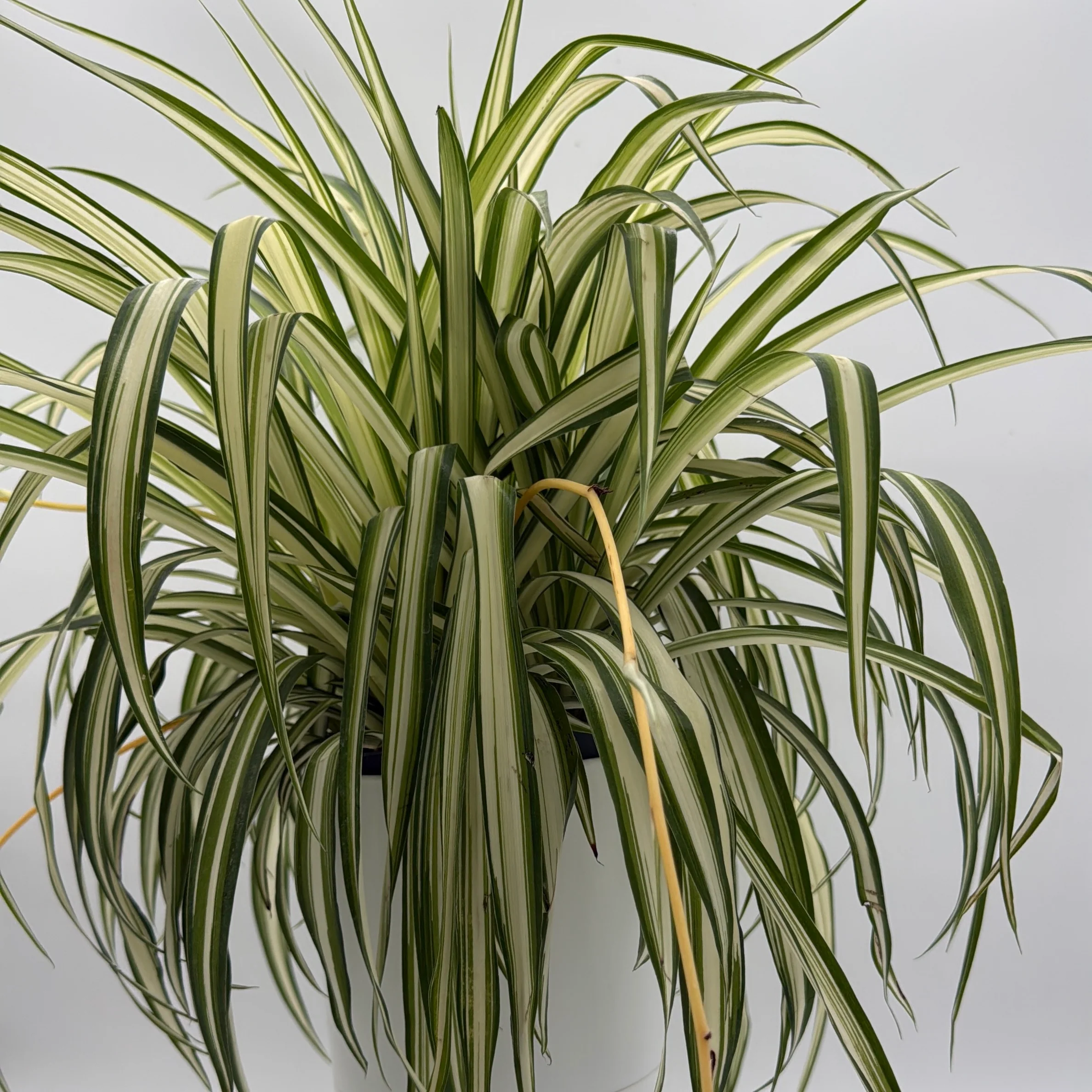 Inner Variegated Spider Plant - Image 5