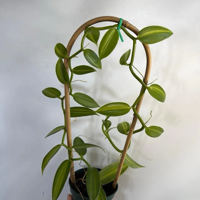 Inner Variegated Vanilla Orchid (Aurea)