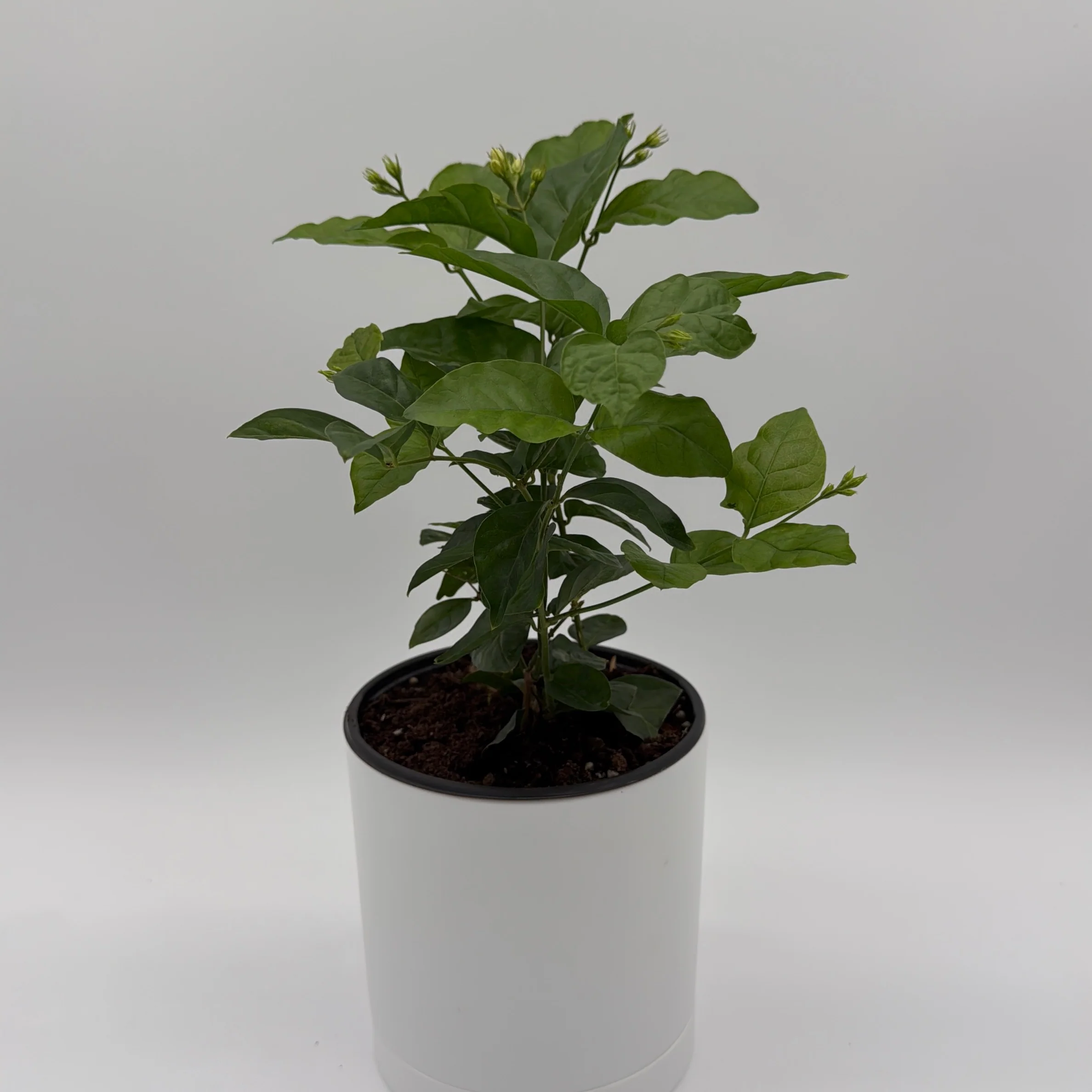 Jasmine Bush (Mo Samba) - Image 2