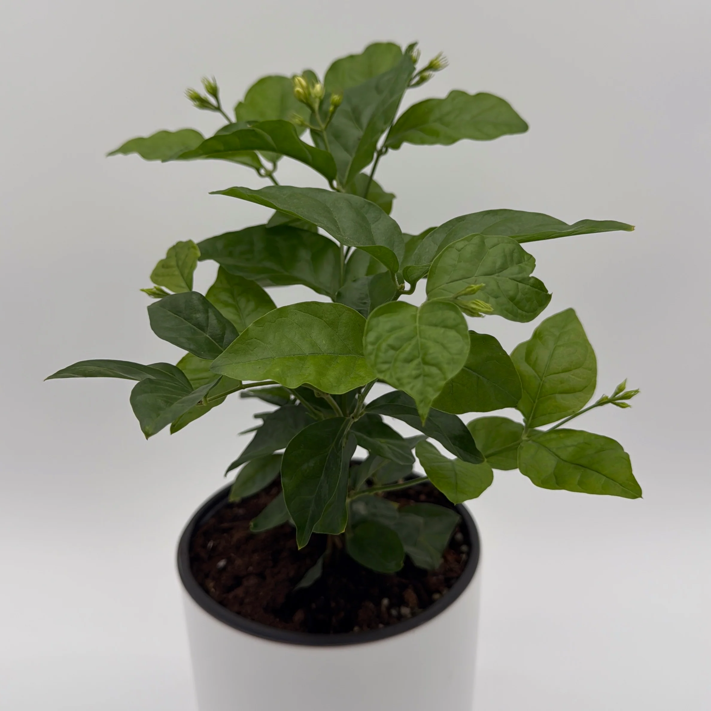 Jasmine Bush (Mo Samba) - Image 3