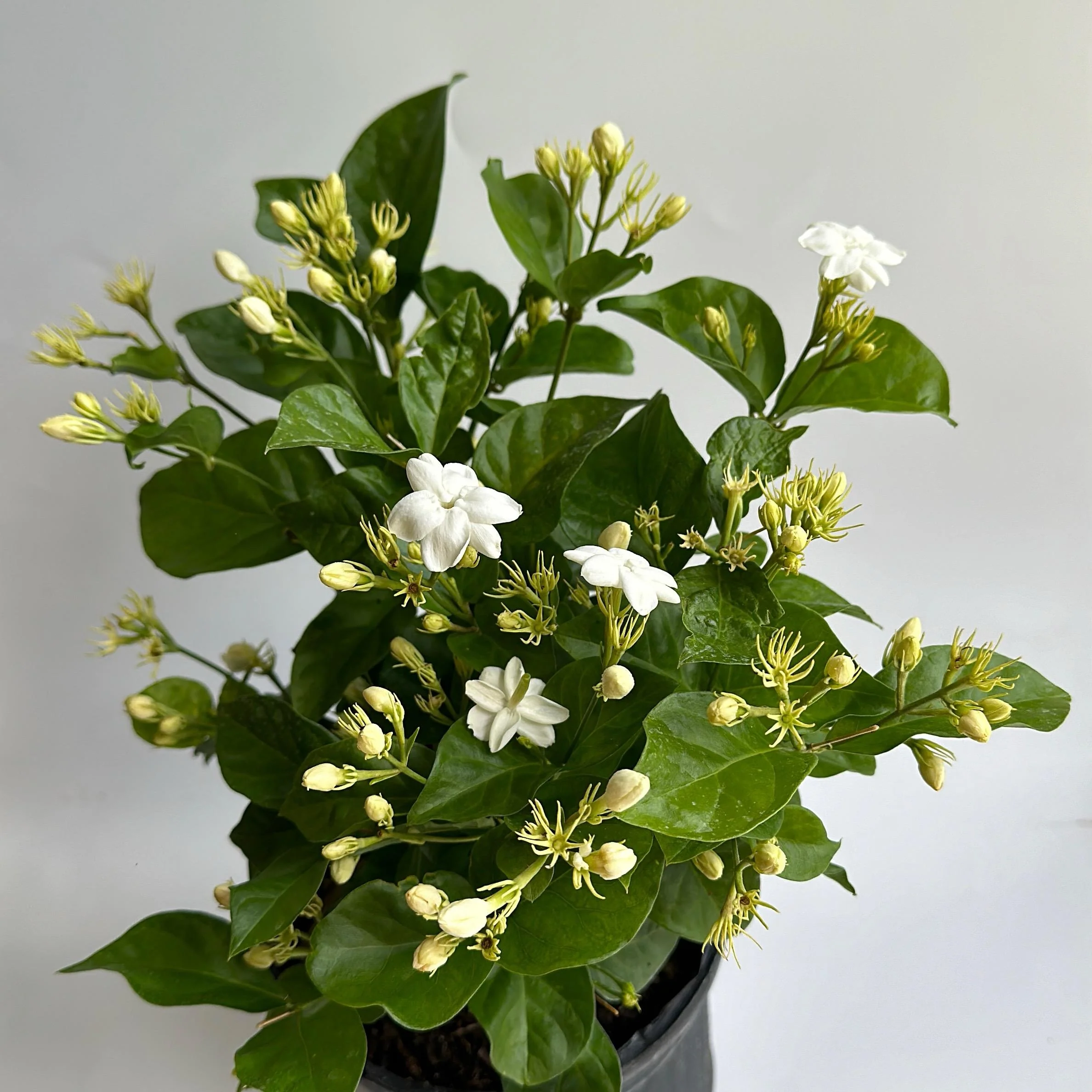 Jasmine Bush (Mo Samba) - Image 4
