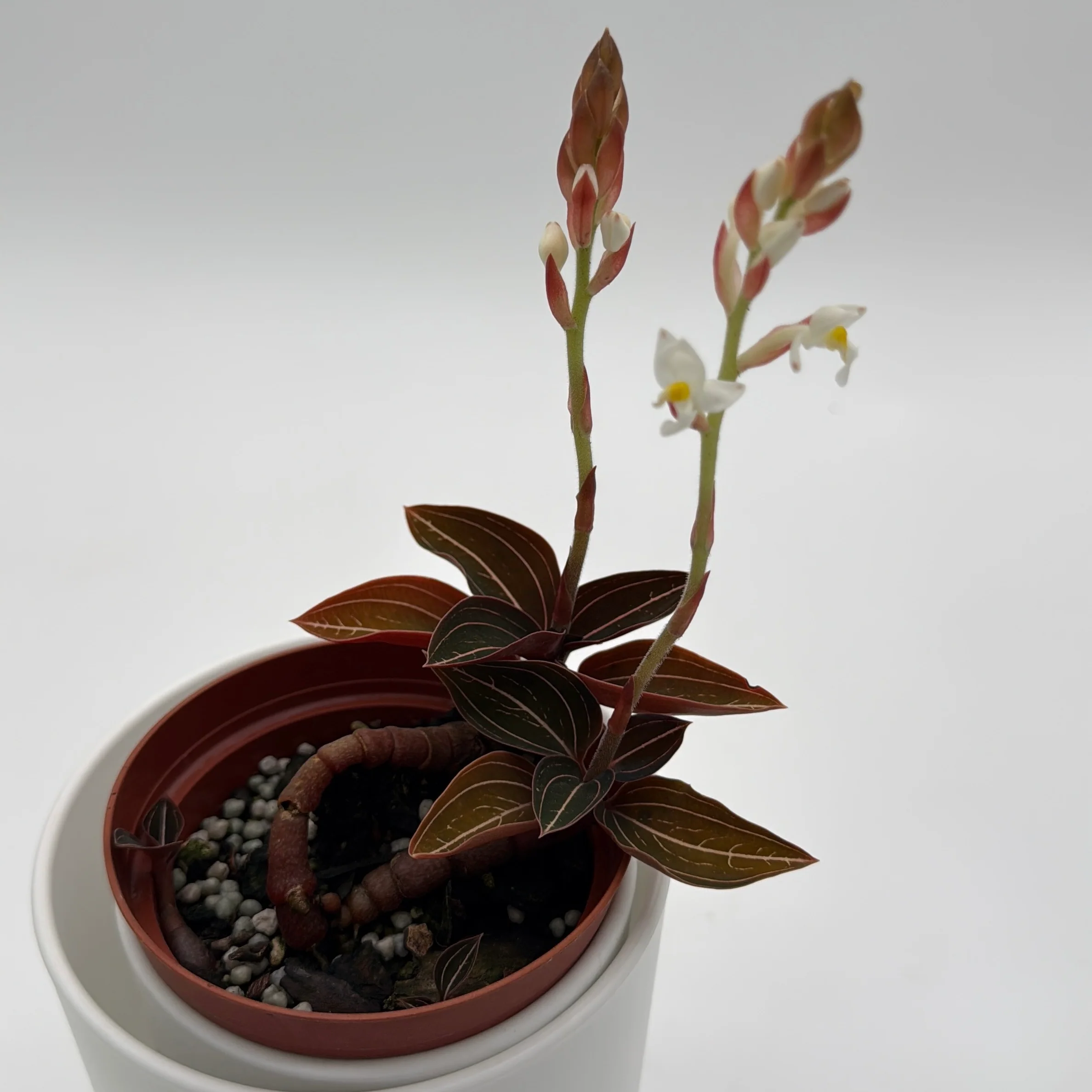 Jewel Orchid 'Ludisia Dark Leaf' - Image 2