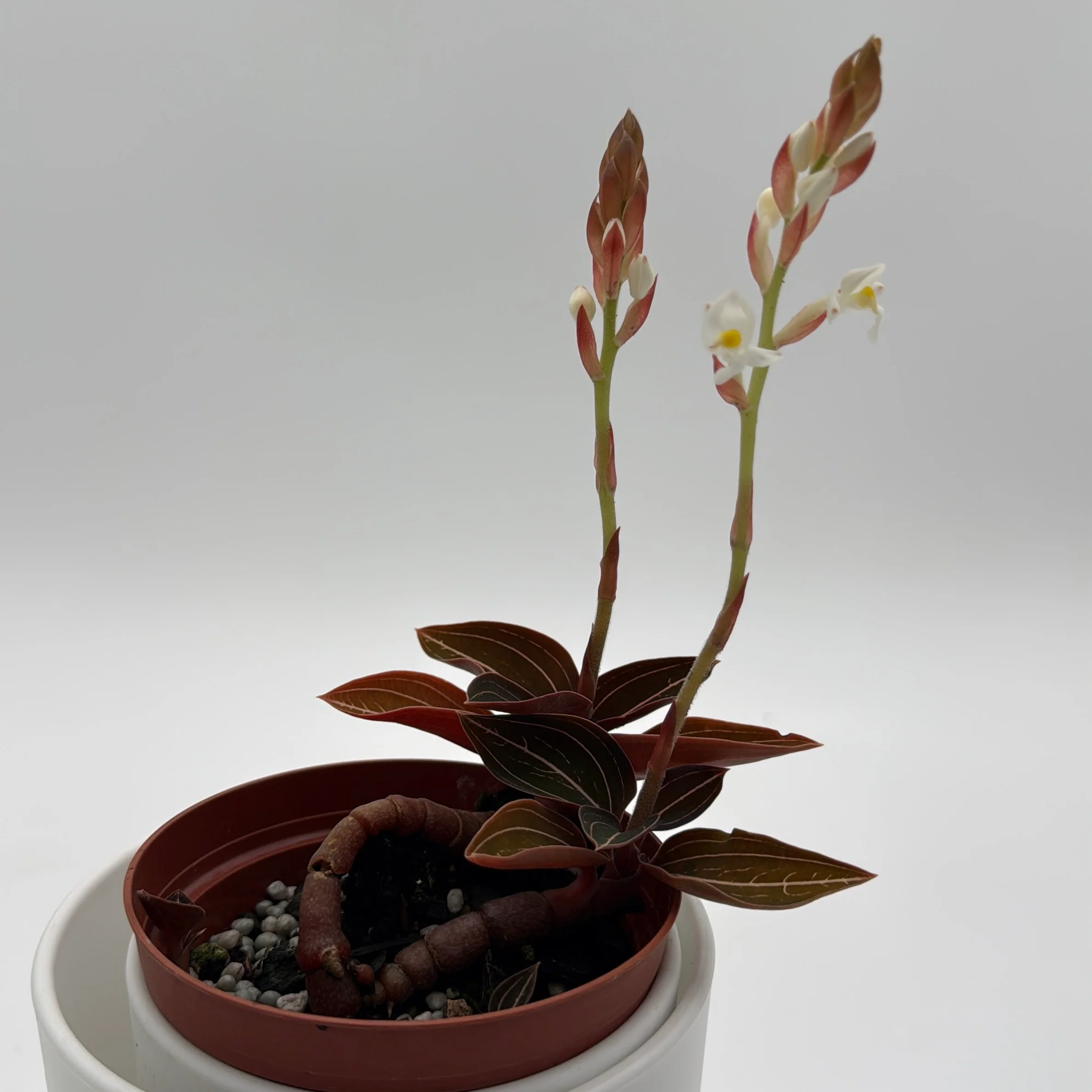 Jewel Orchid 'Ludisia Dark Leaf' - Image 3