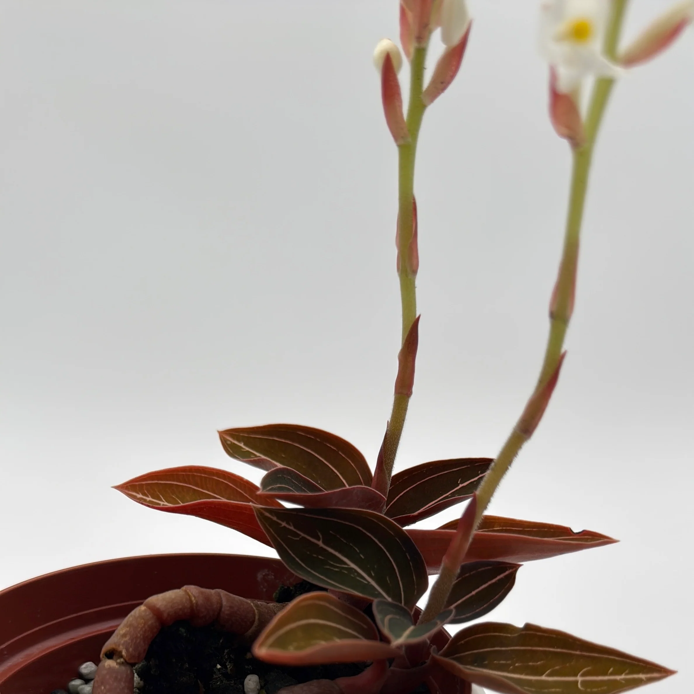 Jewel Orchid 'Ludisia Dark Leaf' - Image 4