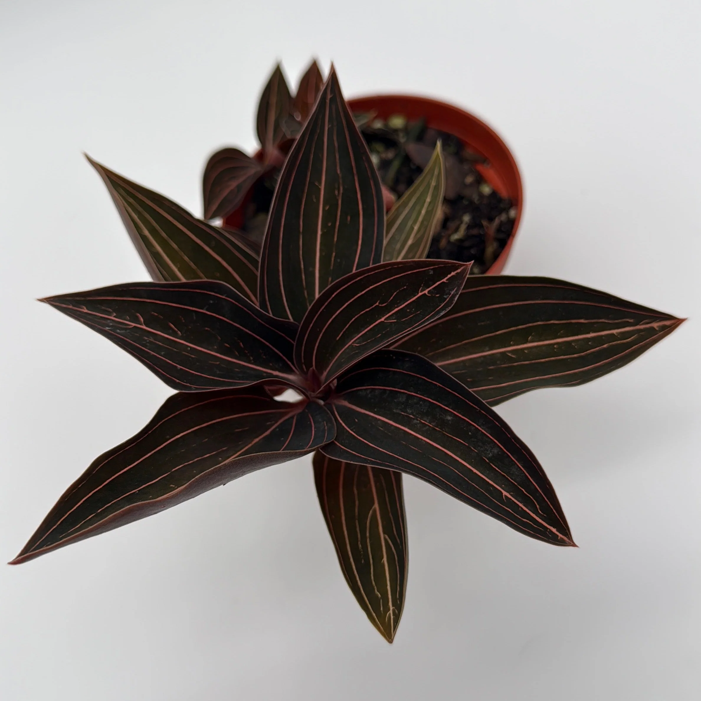 Jewel Orchid 'Ludisia Dark Leaf' - Image 5