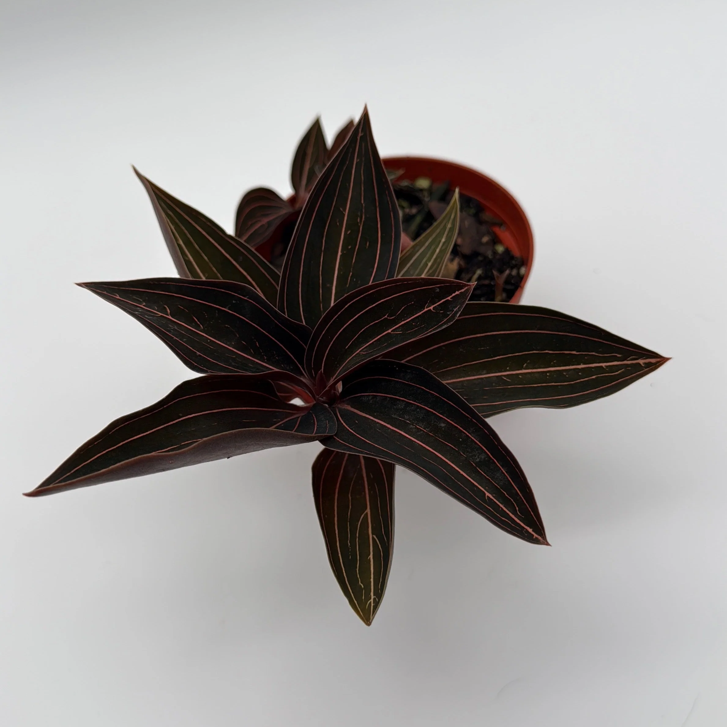 Jewel Orchid 'Ludisia Dark Leaf' - Image 6