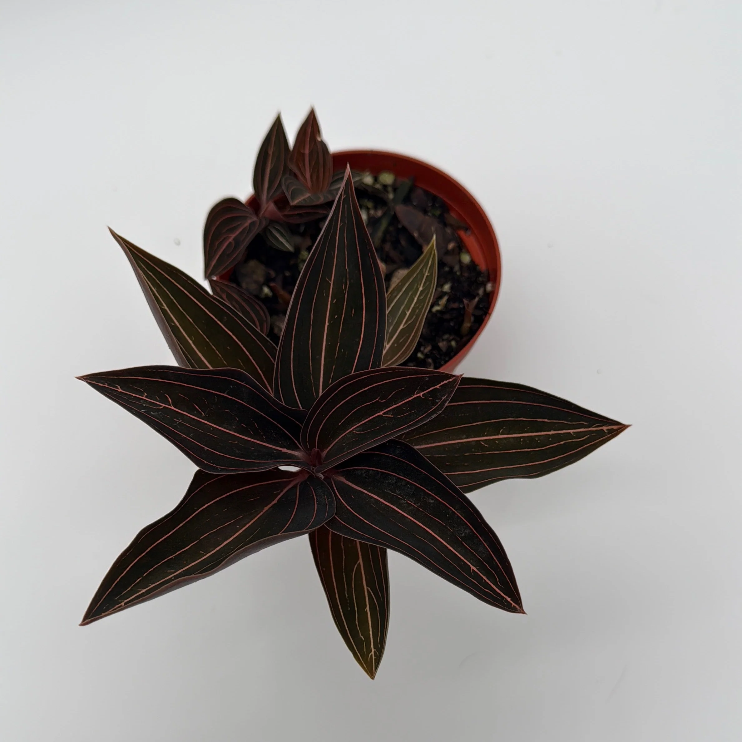 Jewel Orchid 'Ludisia Dark Leaf' - Image 7
