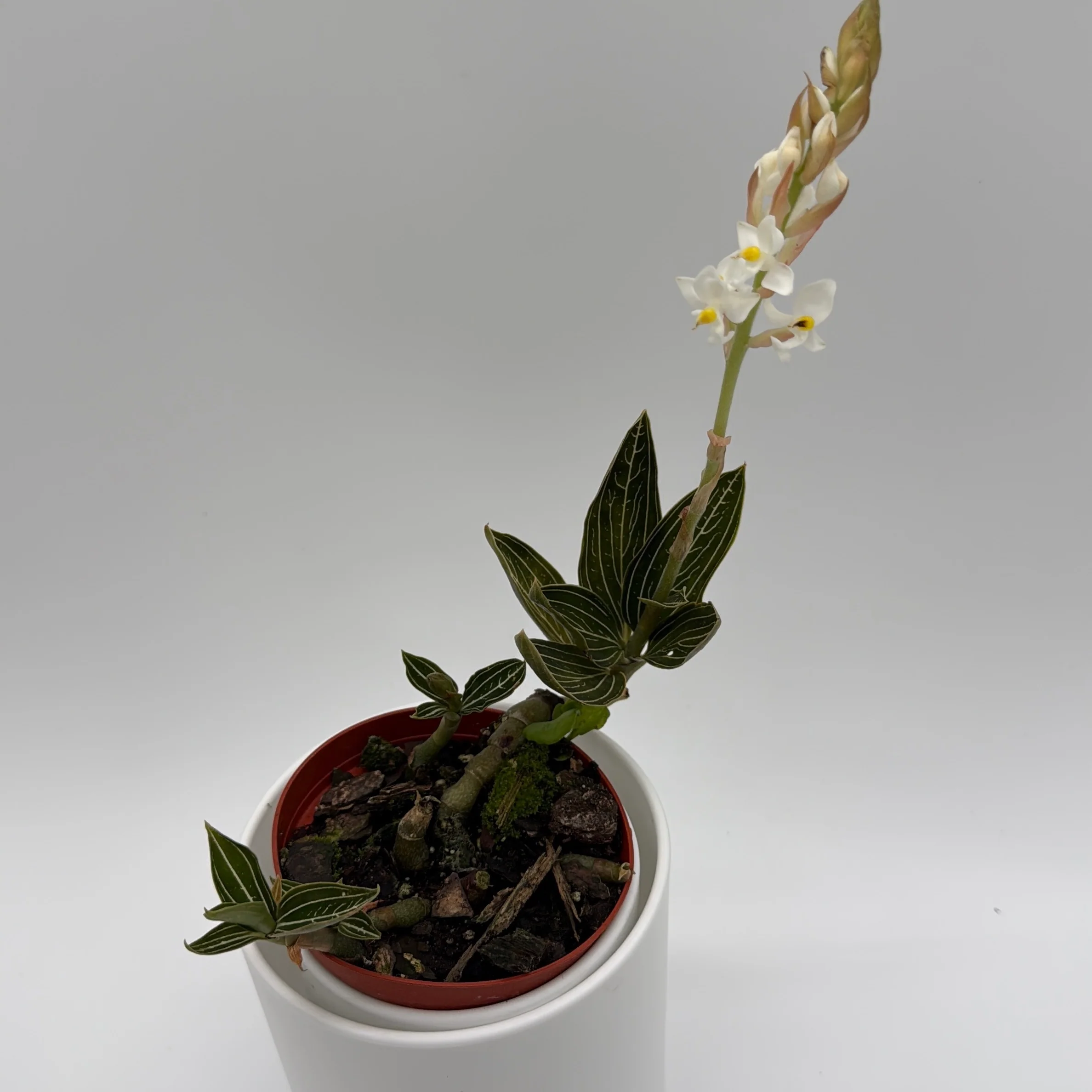 Jewel Orchid 'Ludisia Galaxy'