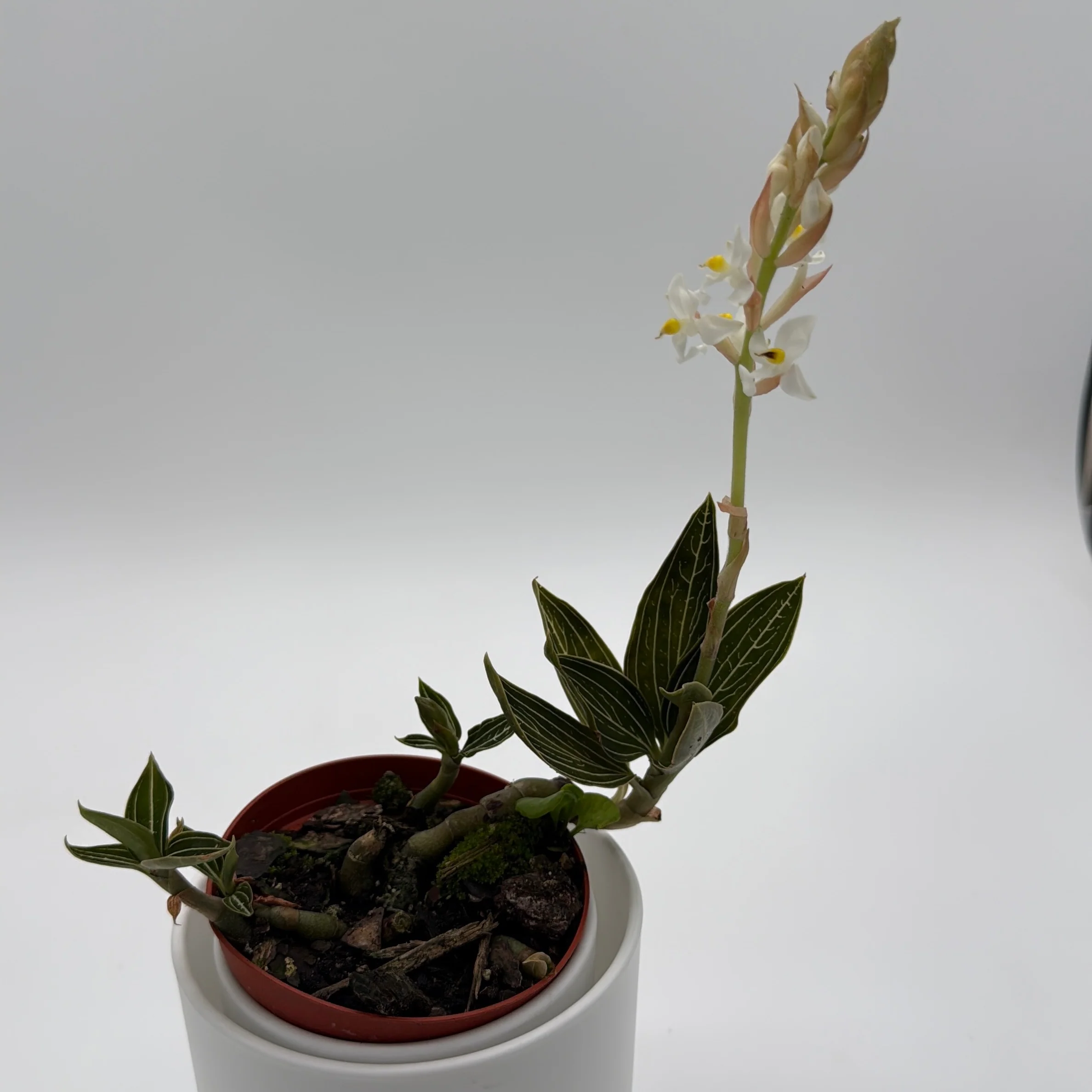 Jewel Orchid 'Ludisia Galaxy' - Image 2