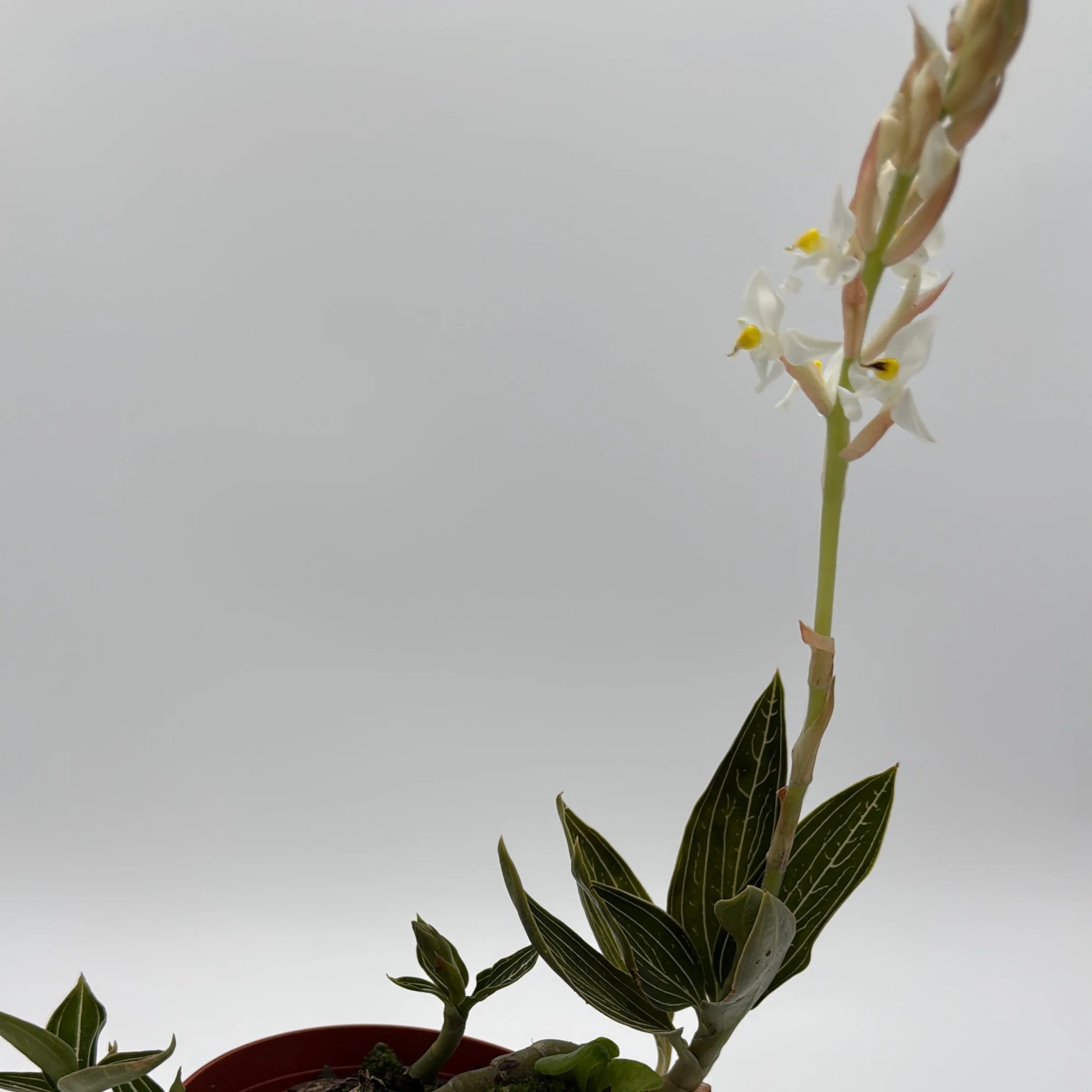 Jewel Orchid 'Ludisia Galaxy' - Image 3