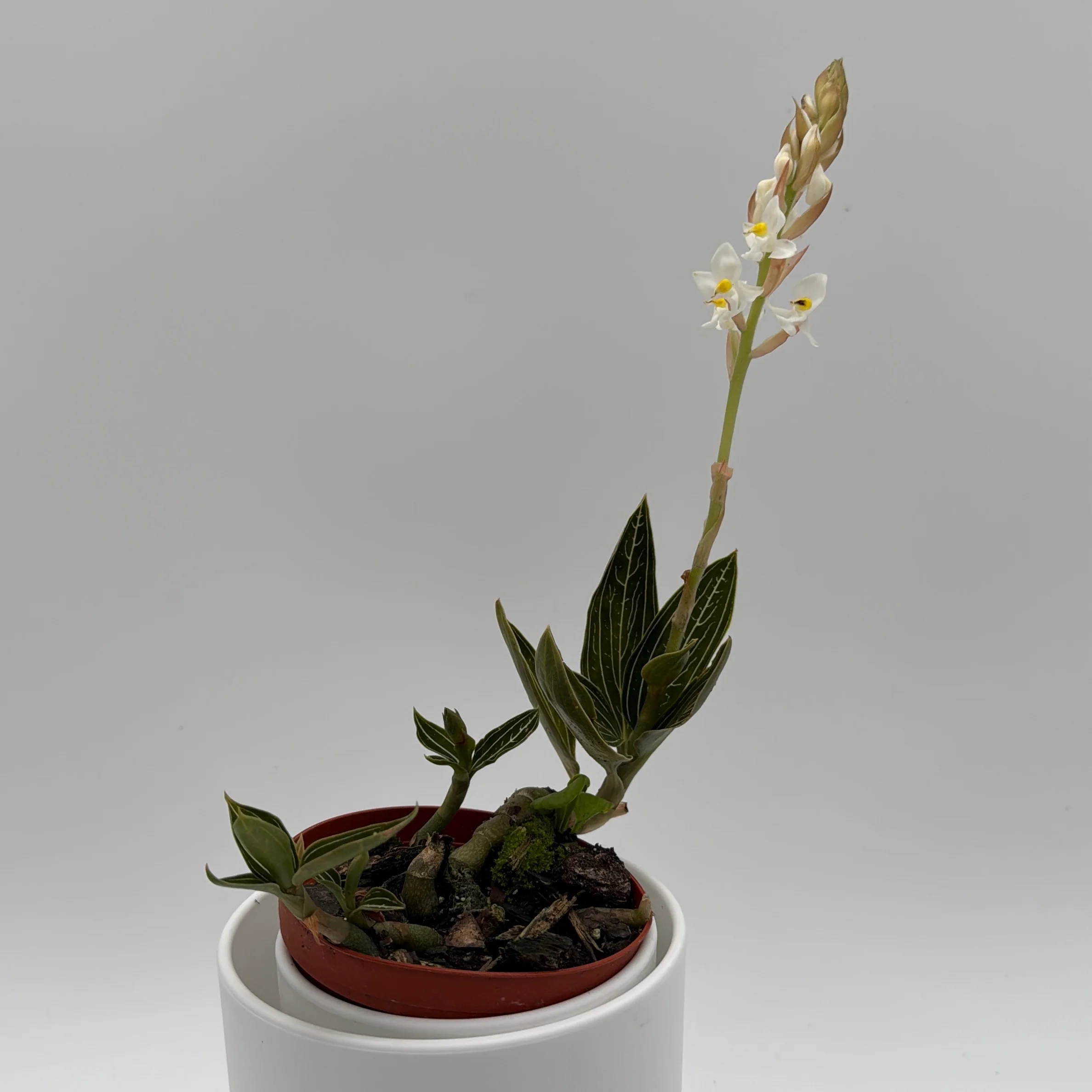 Jewel Orchid 'Ludisia Galaxy' - Image 4