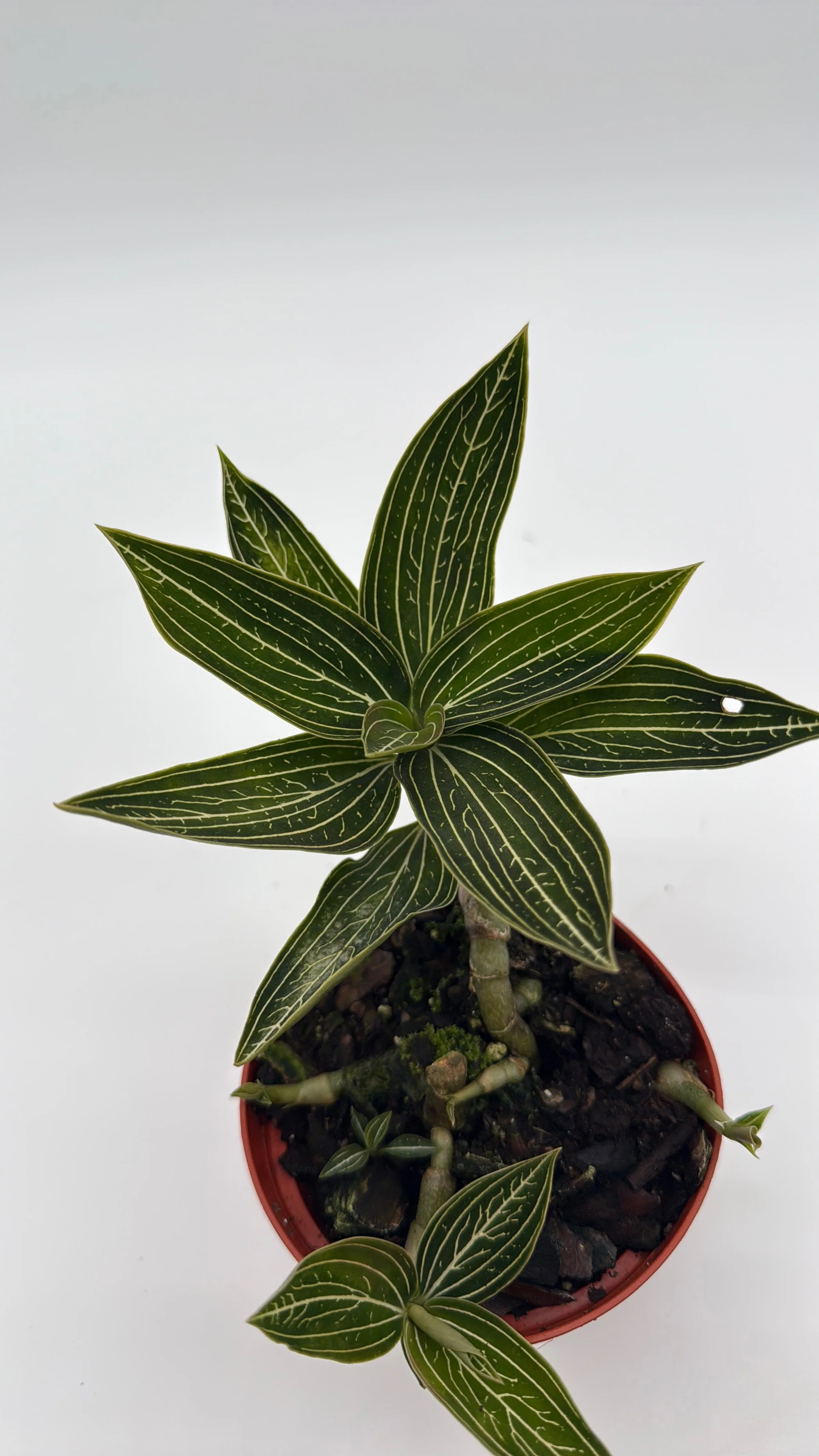 Jewel Orchid 'Ludisia Galaxy' - Image 5