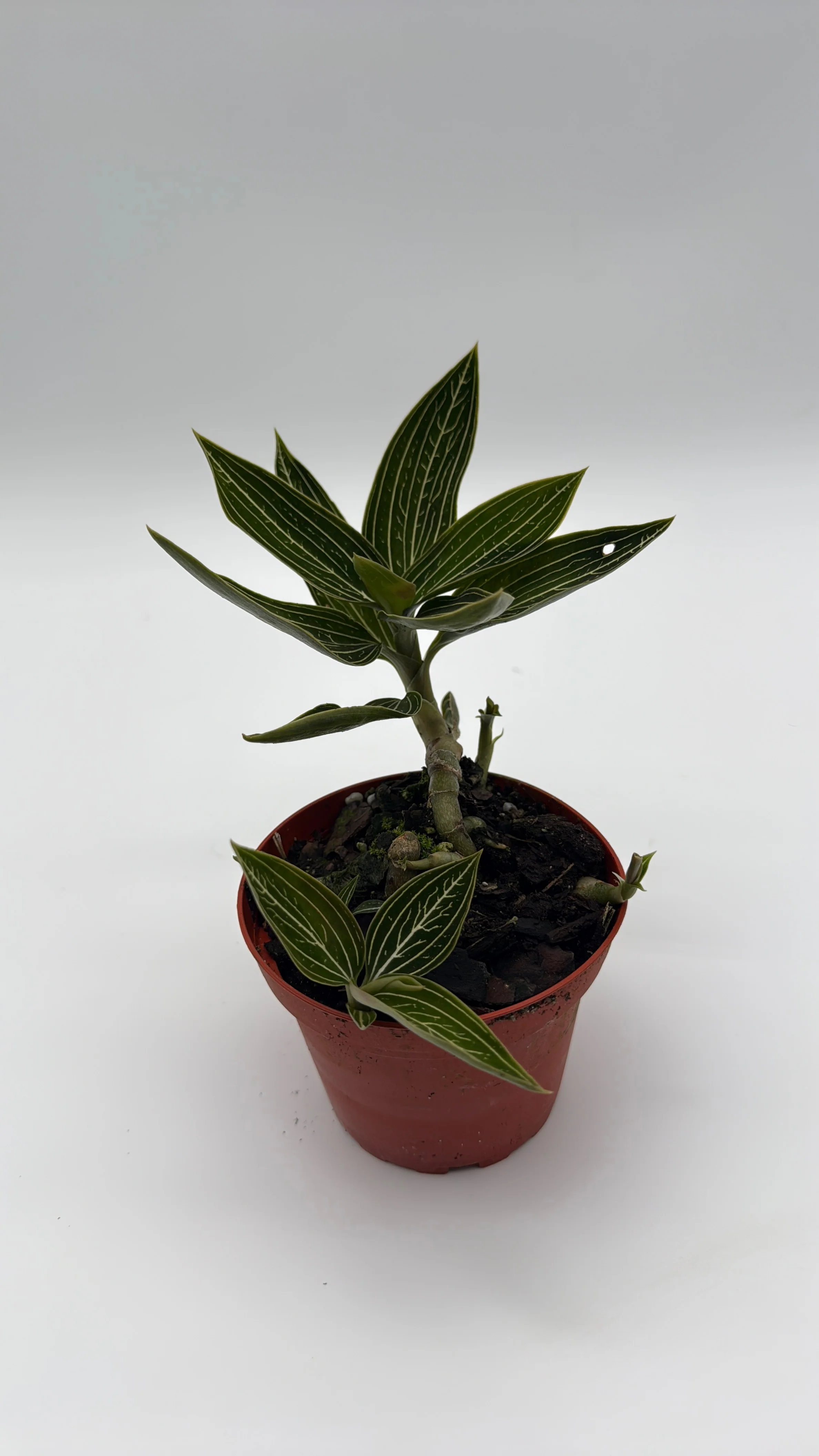 Jewel Orchid 'Ludisia Galaxy' - Image 6