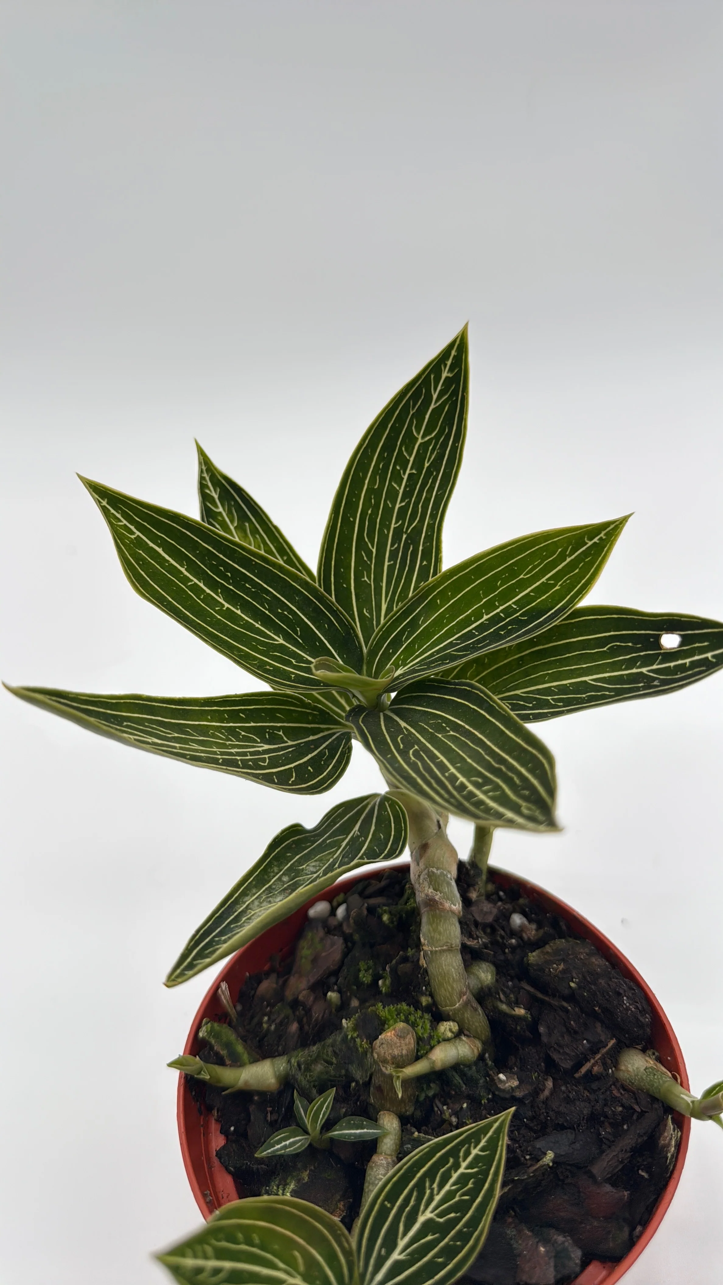 Jewel Orchid 'Ludisia Galaxy' - Image 7