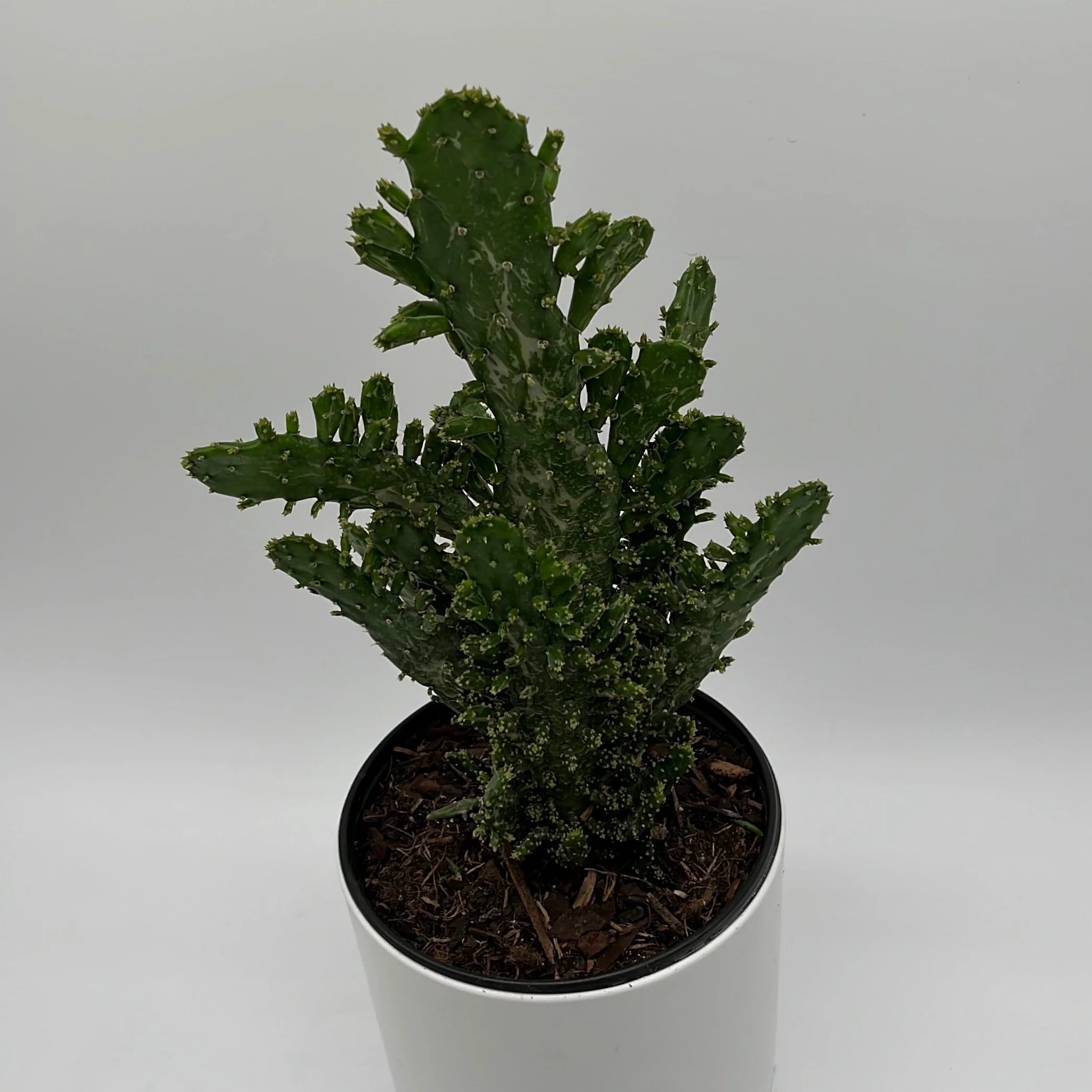 Joseph's Coat Cactus - Image 2