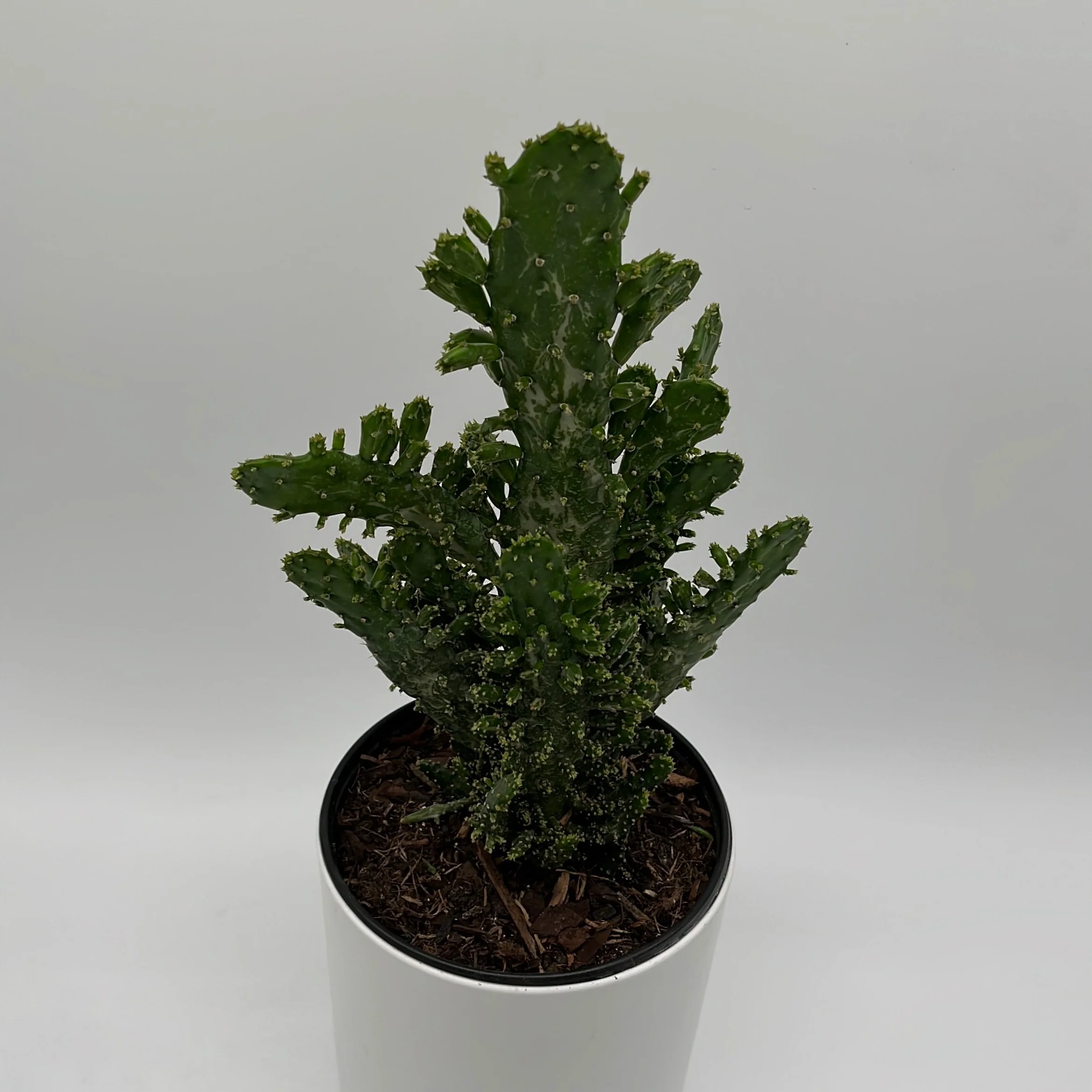 Joseph's Coat Cactus - Image 3