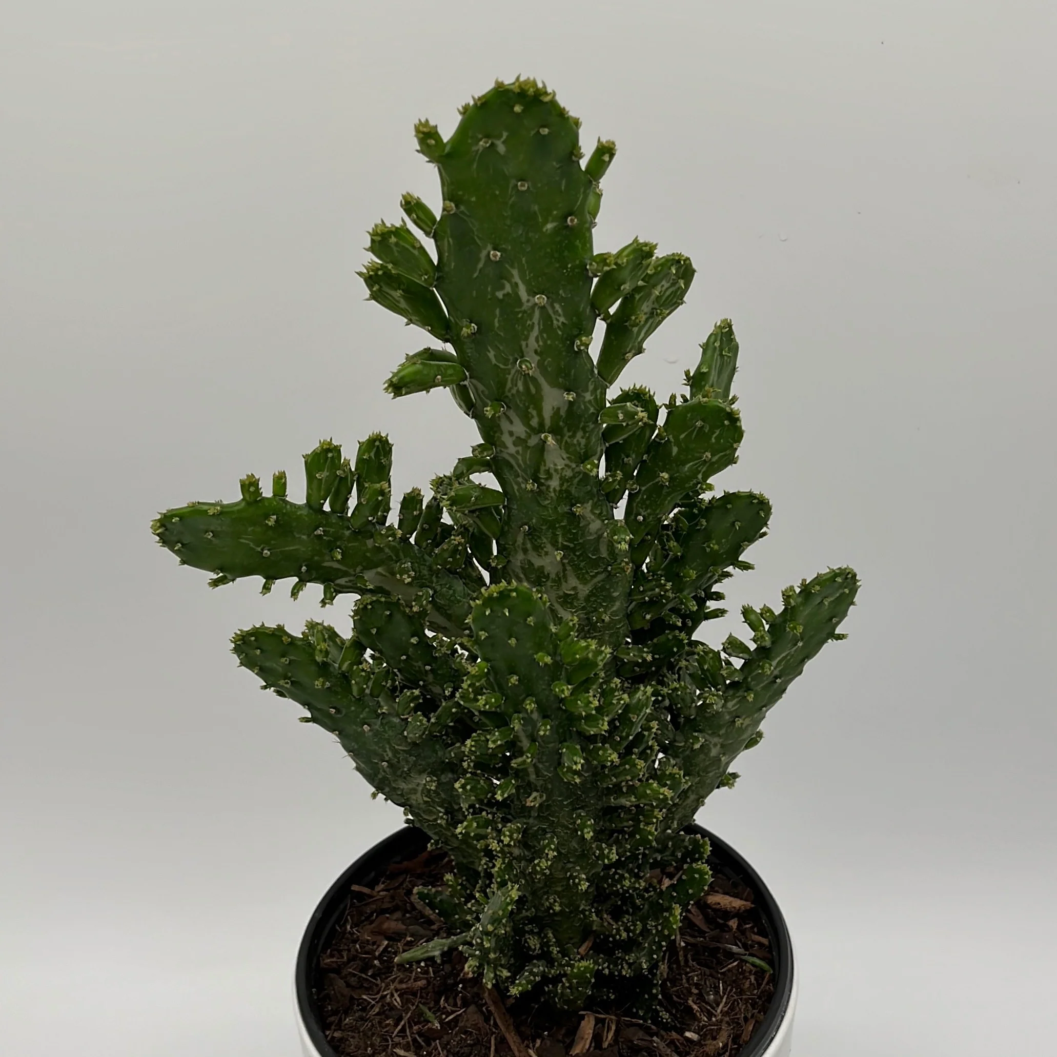Joseph's Coat Cactus - Image 4