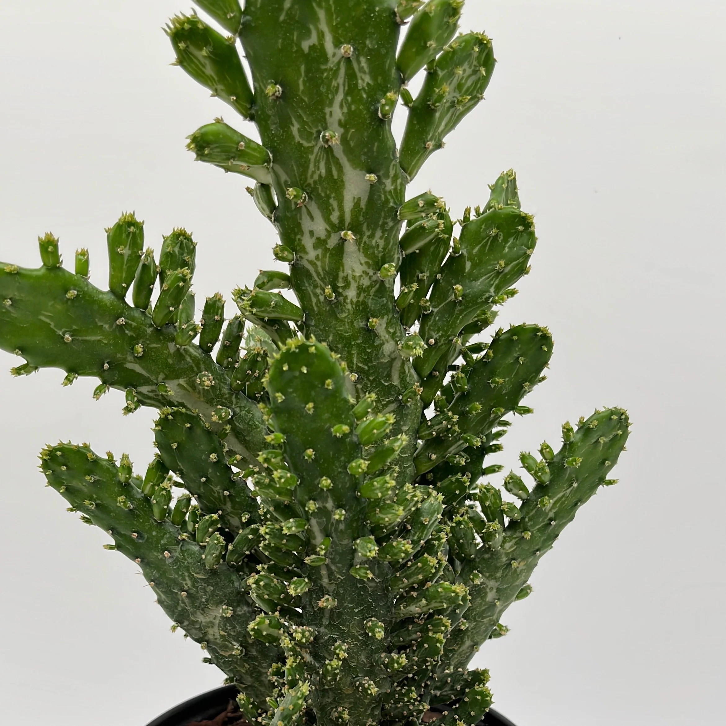 Joseph's Coat Cactus - Image 5