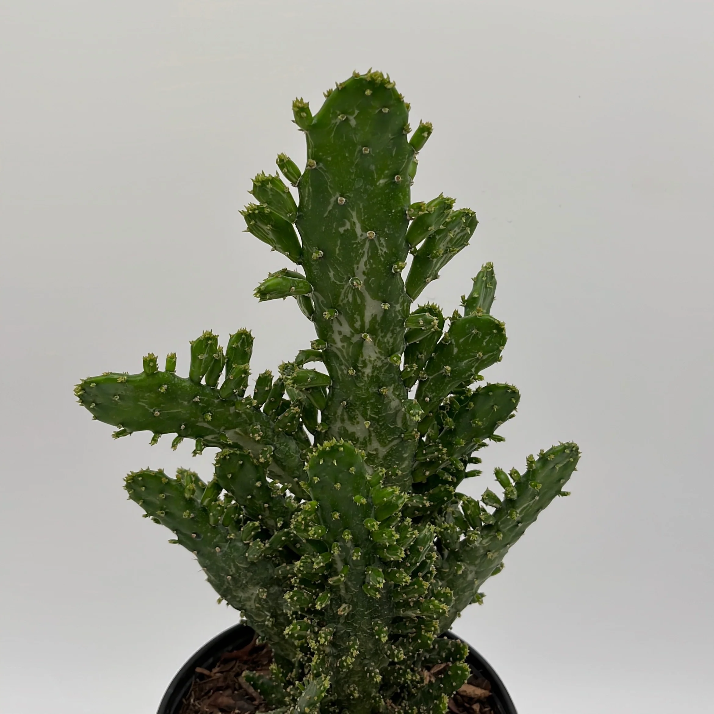 Joseph's Coat Cactus - Image 6